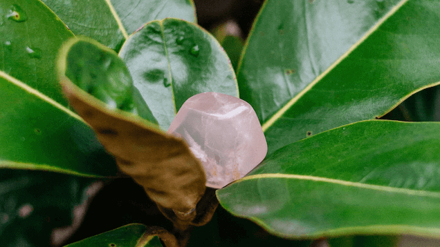 rose quartz tumbled stone sitting on a large leaf