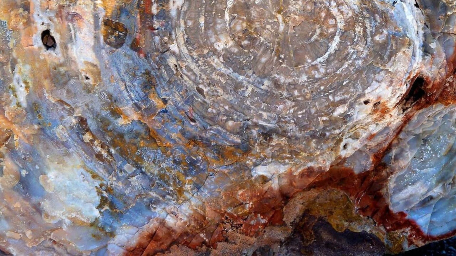 What Are the Metaphysical Properties of Petrified Wood? - Mooncat Crystals