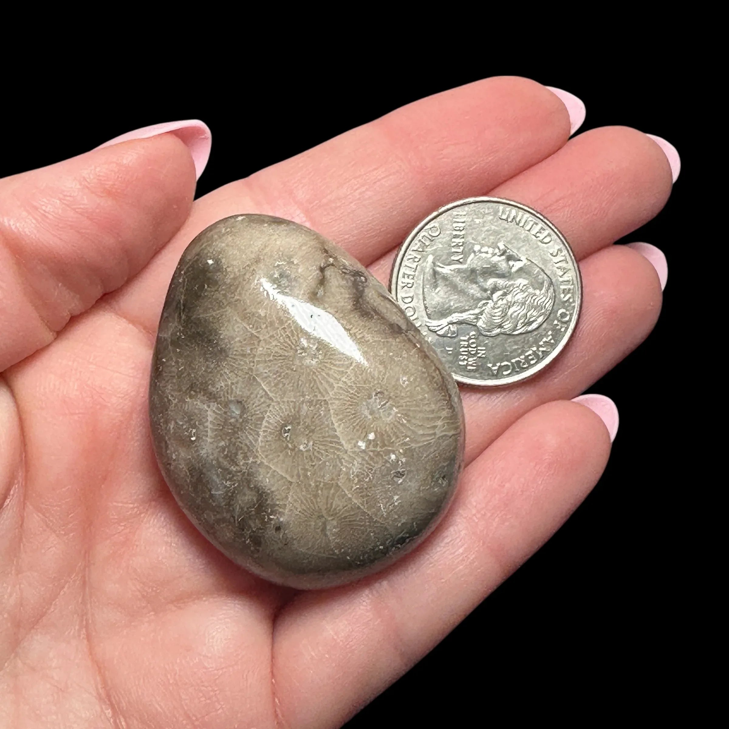 Petoskey Stone Palm Stone | Stock A - Mooncat Crystals