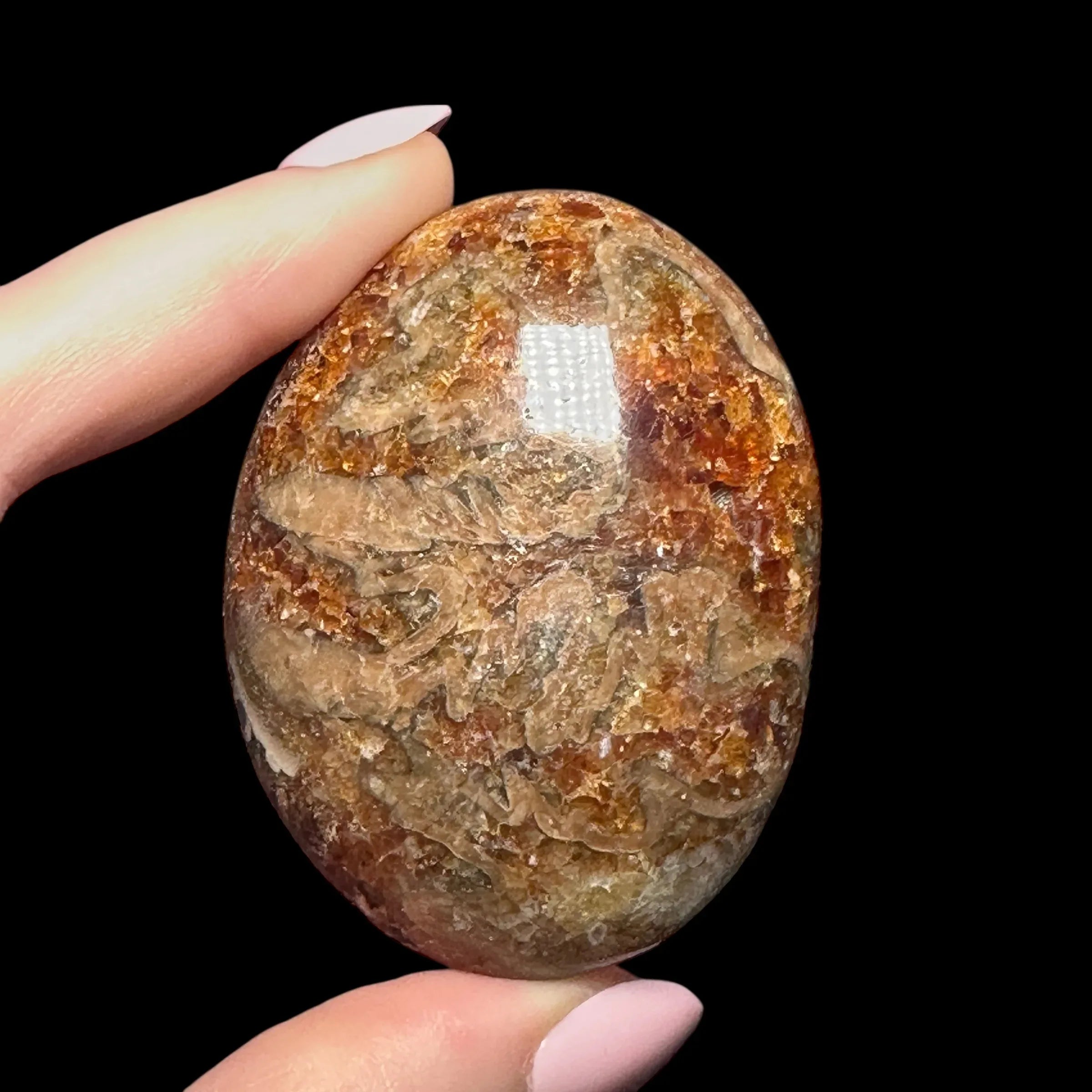 Ammonite Palm Stone | Stock A - Mooncat Crystals