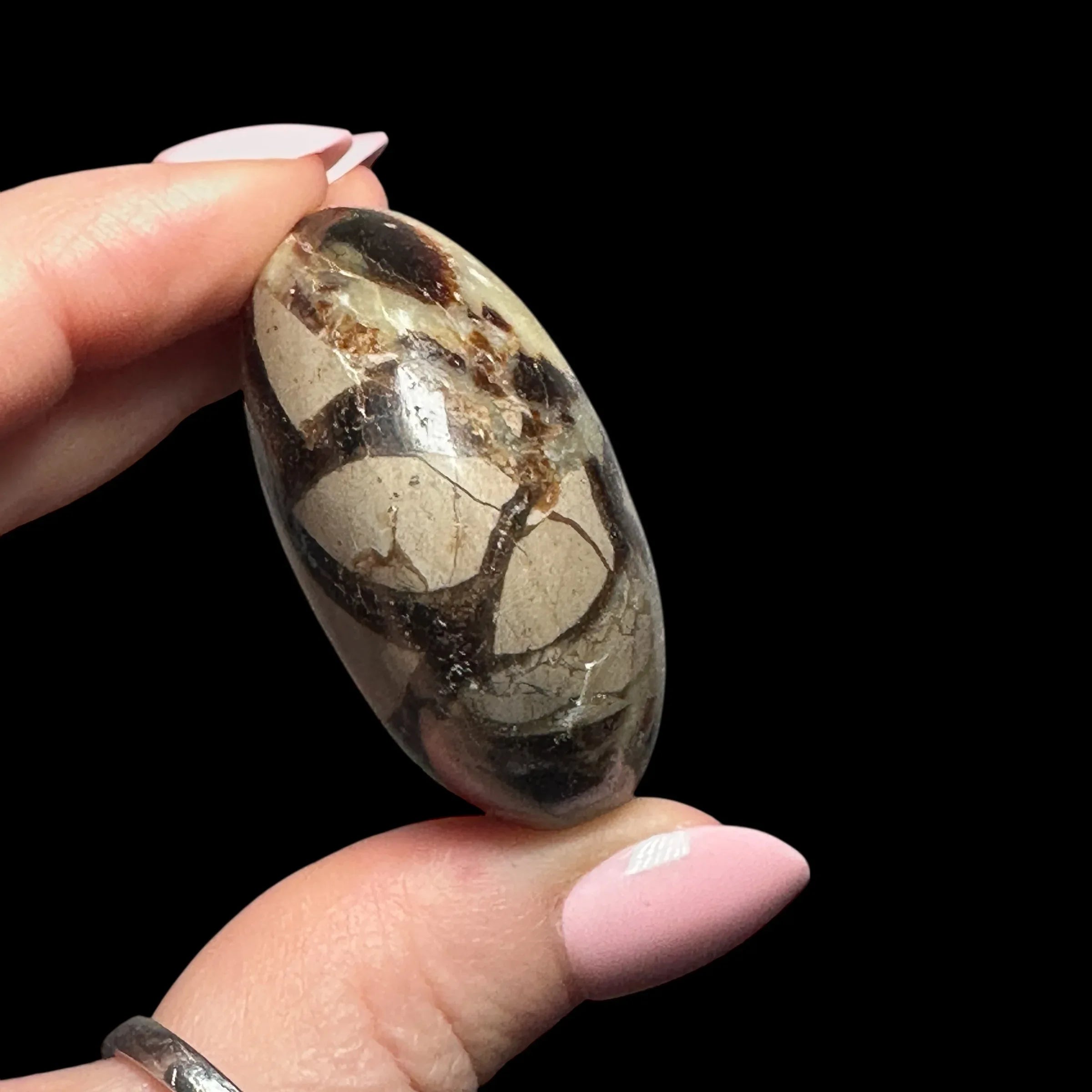 Septarian Palm Stone | Stock B - Mooncat Crystals