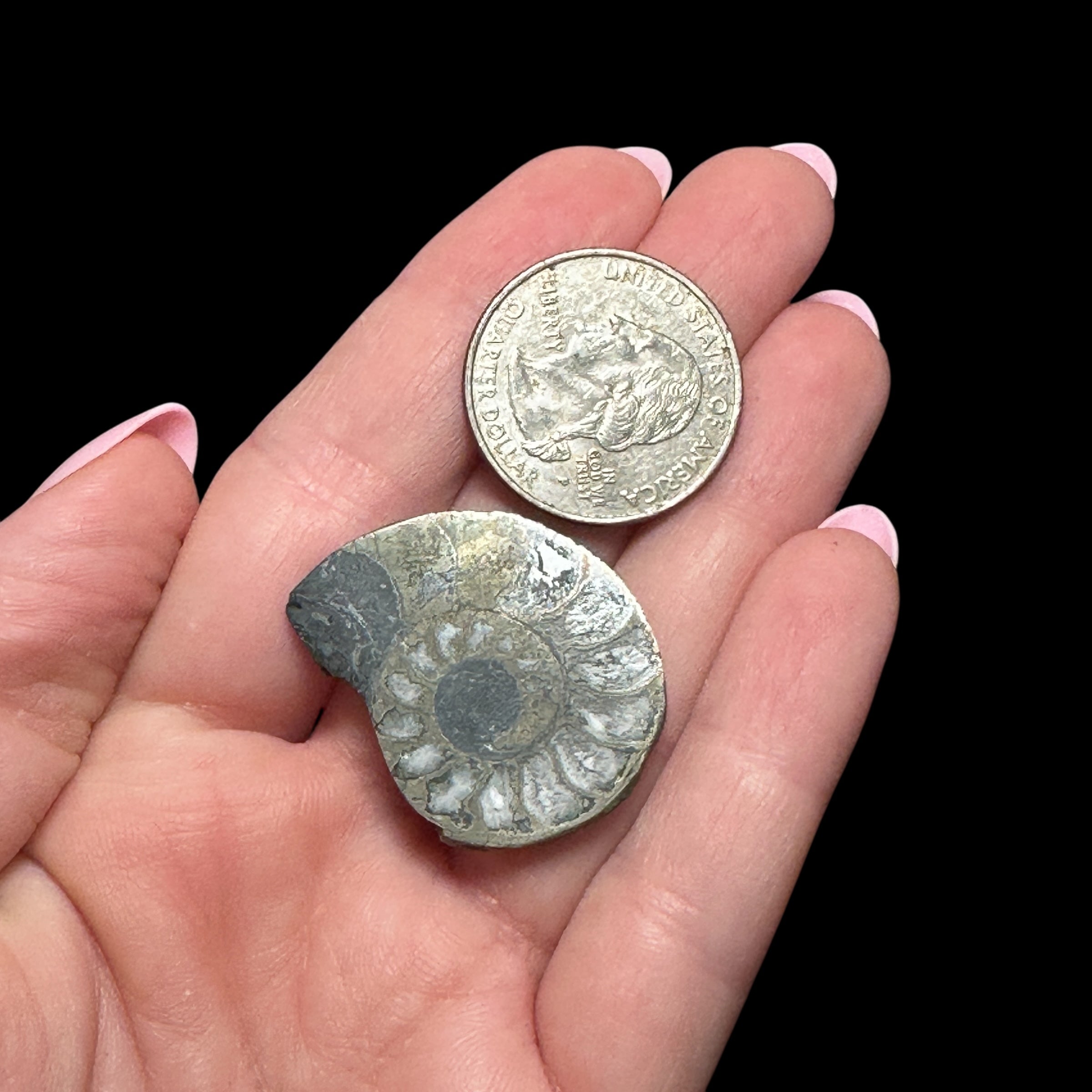 Pyritized Ammonite | Stock A