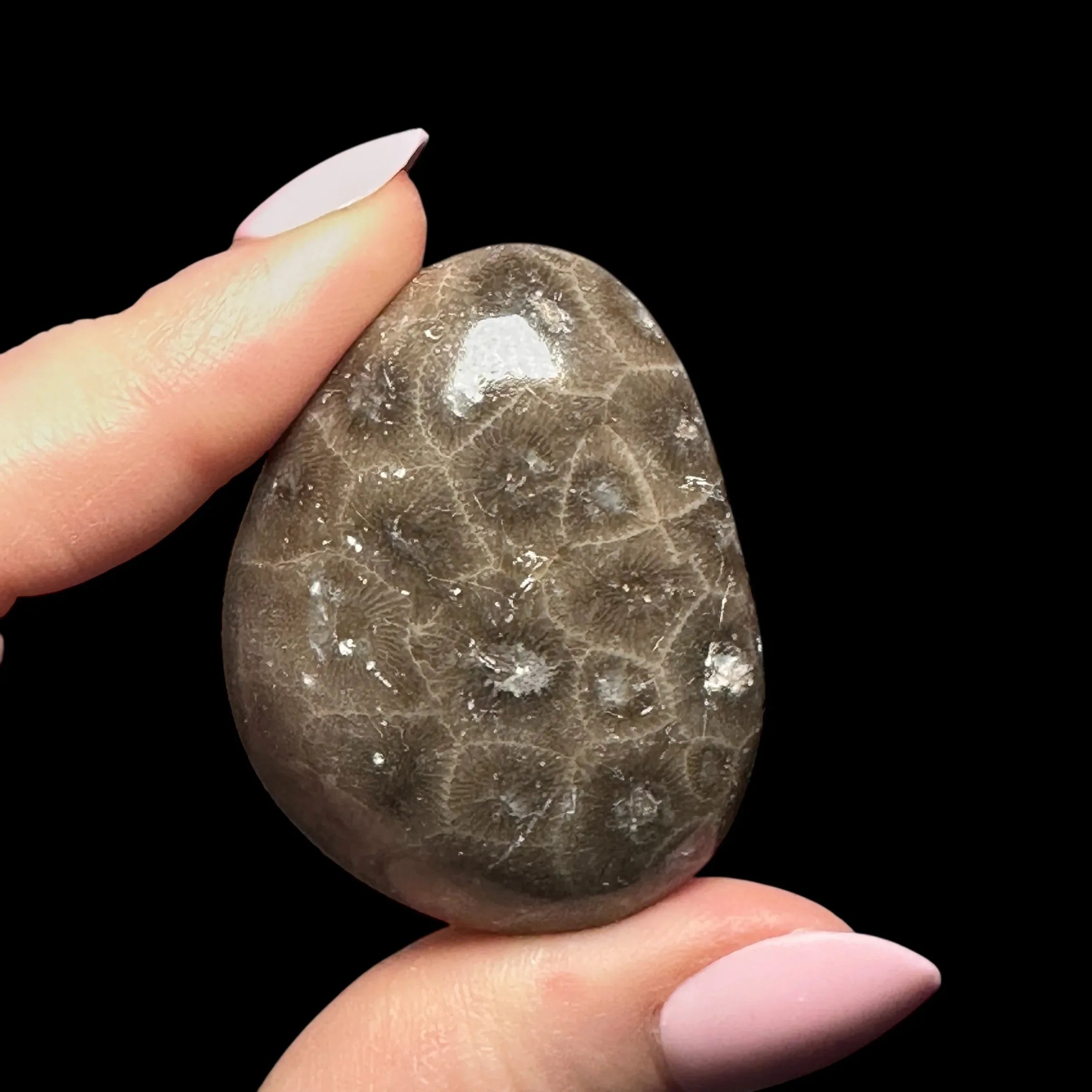 Petoskey Stone Palm Stone | Stock B - Mooncat Crystals