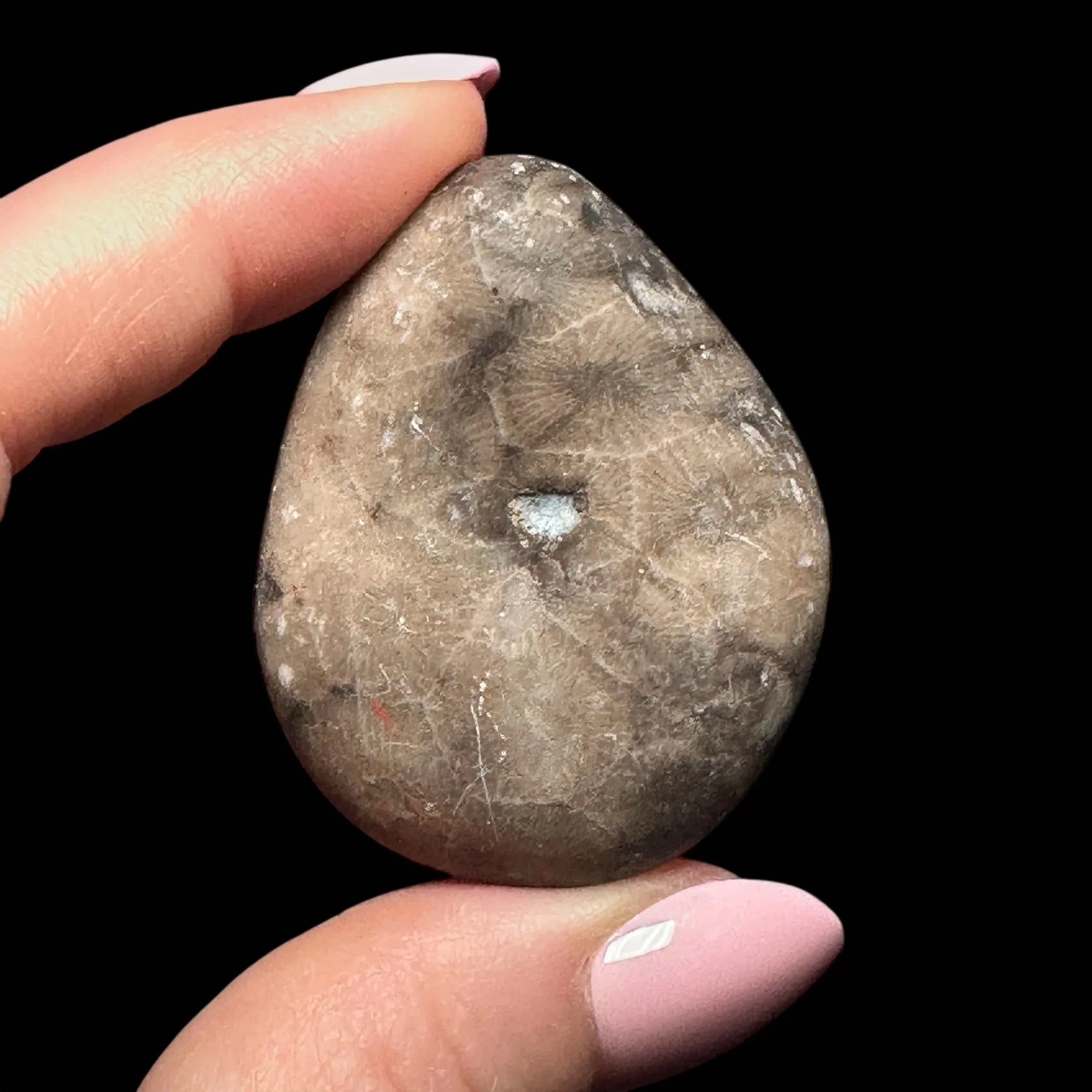 Petoskey Stone Palm Stone | Stock A - Mooncat Crystals