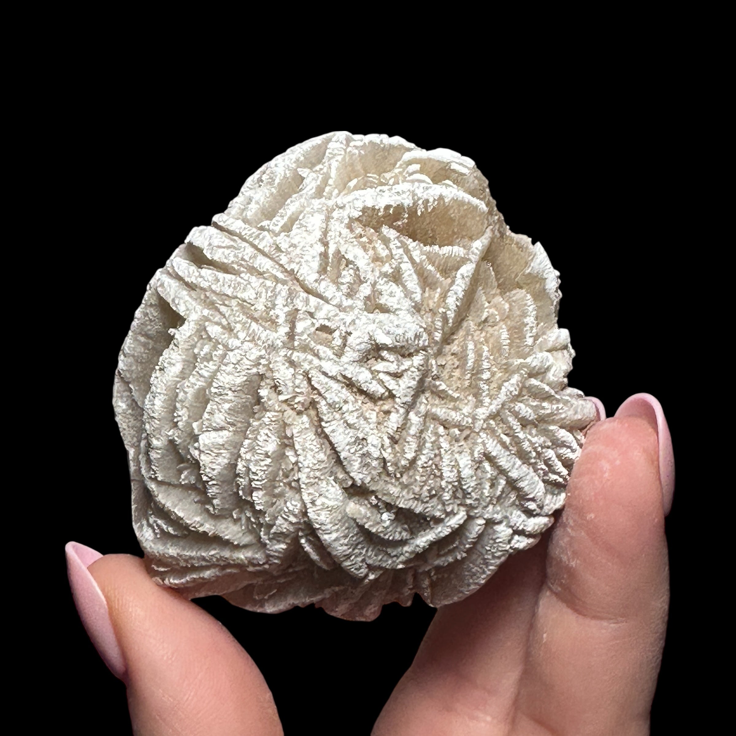 Desert Rose Selenite | Stock B