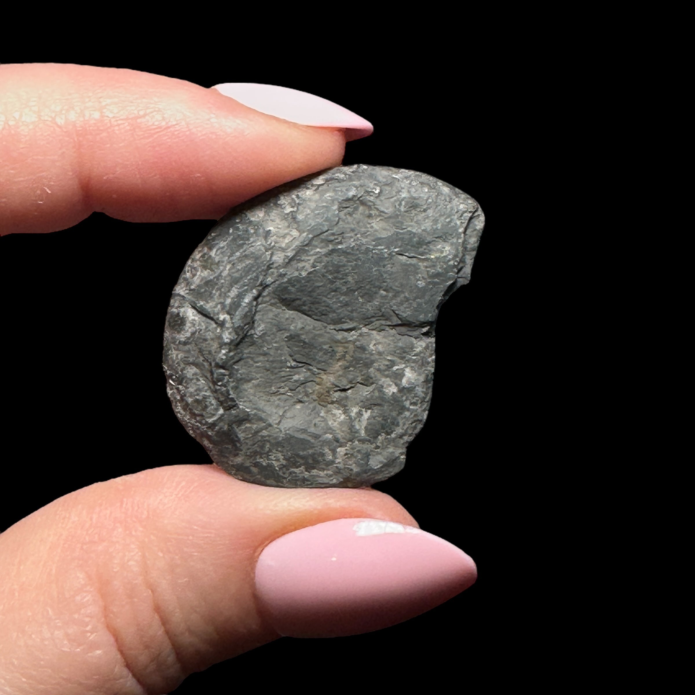 Pyritized Ammonite | Stock A