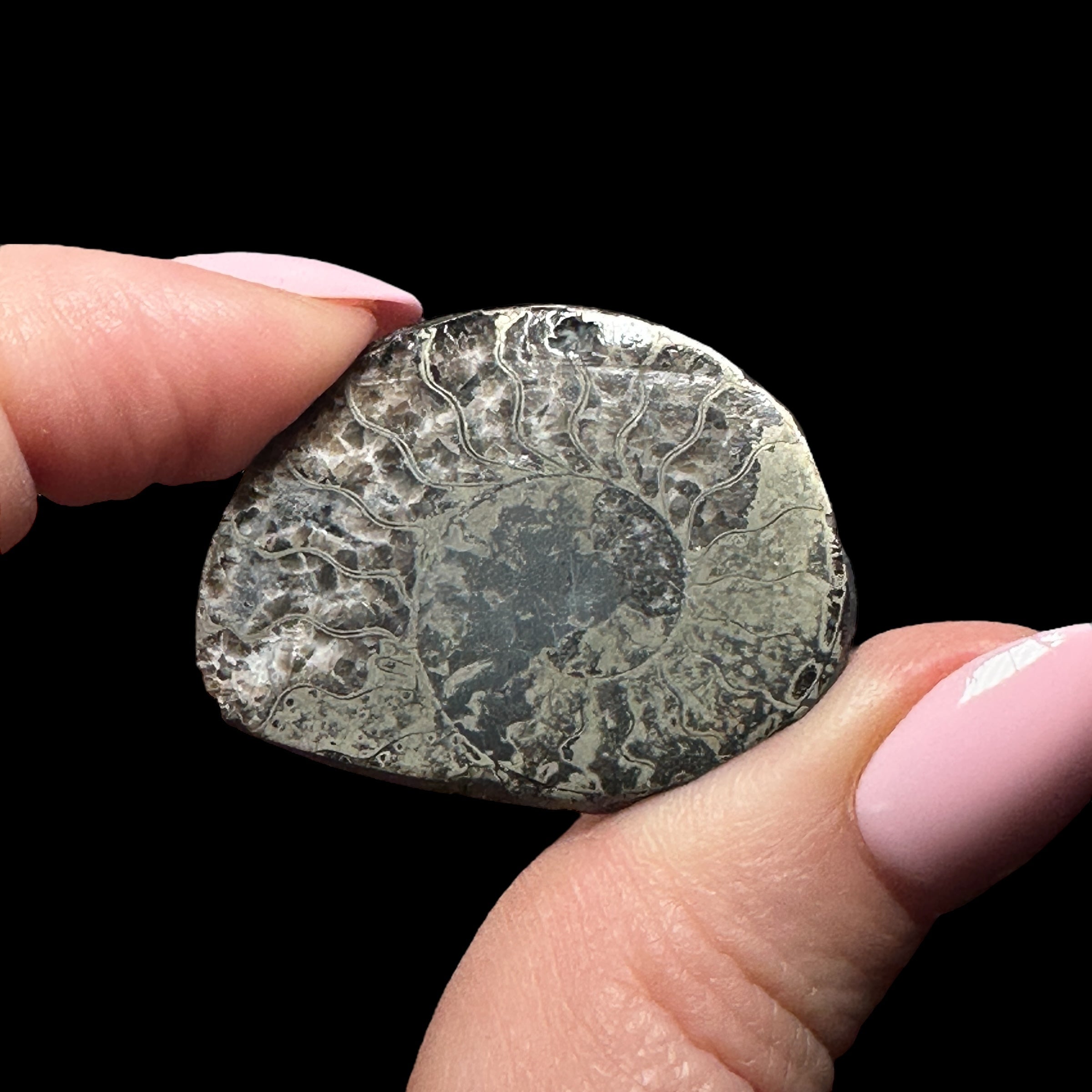 Pyritized Ammonite | Stock B
