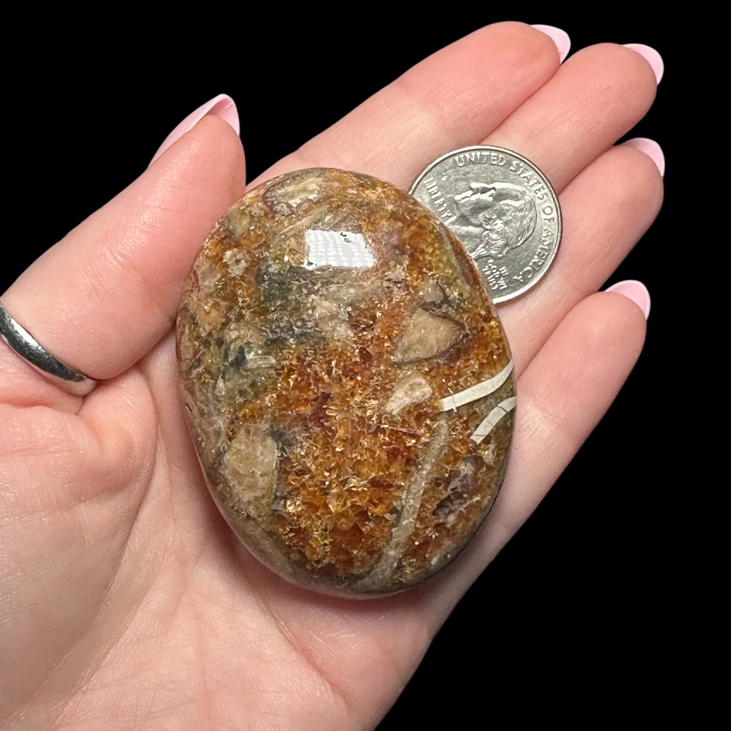 Ammonite Palm Stone | Stock A - Mooncat Crystals