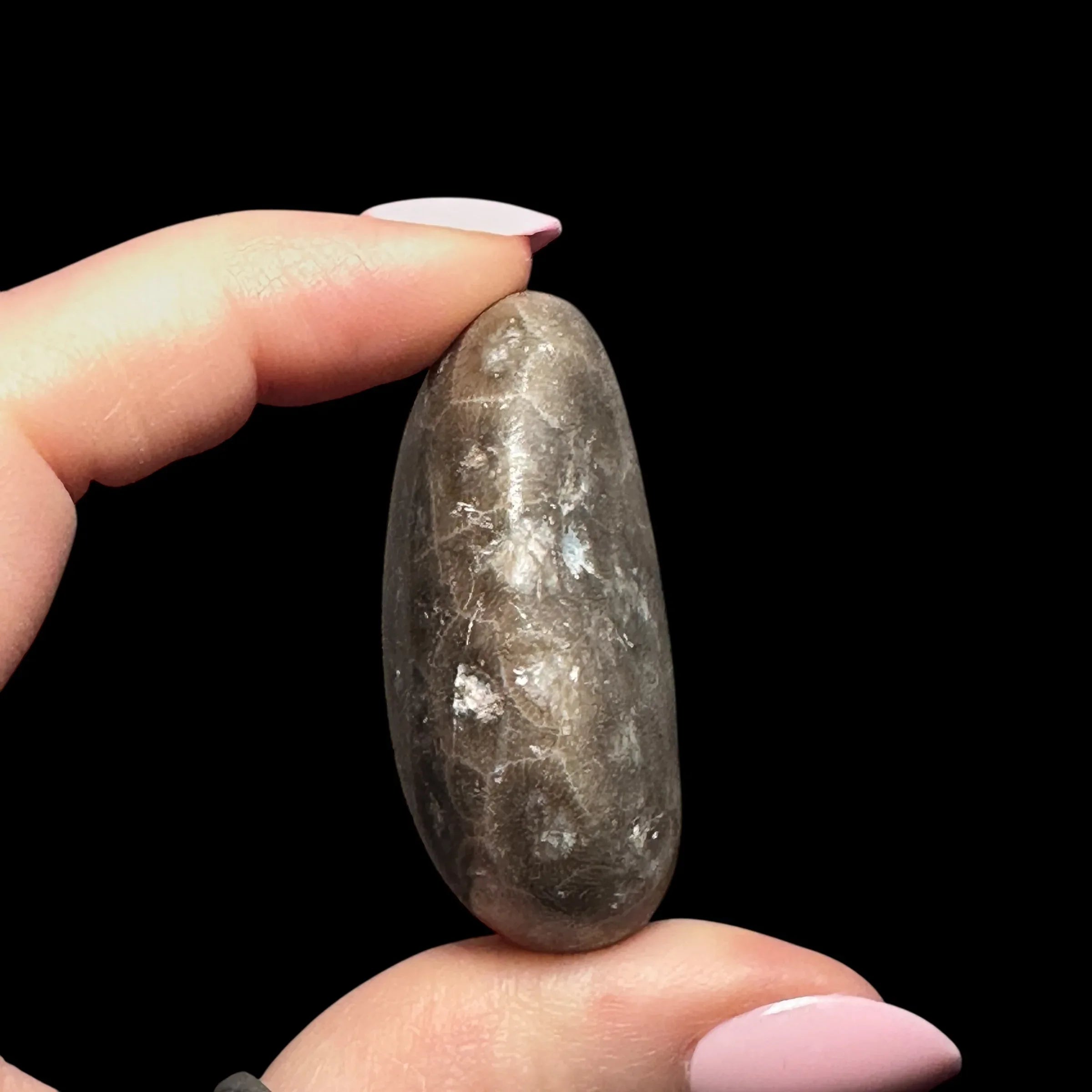 Petoskey Stone Palm Stone | Stock B - Mooncat Crystals