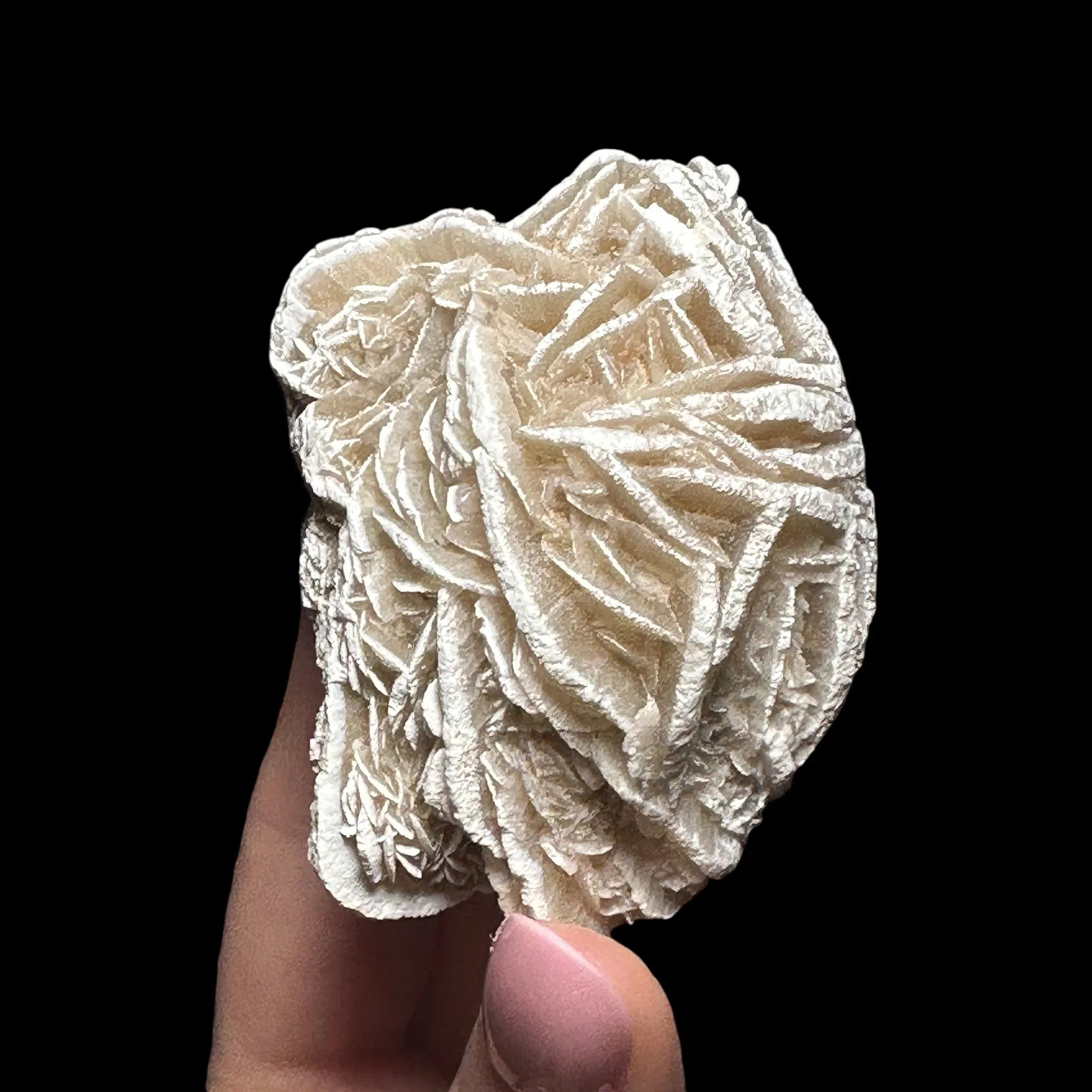 Desert Rose Selenite | Stock B - Mooncat Crystals