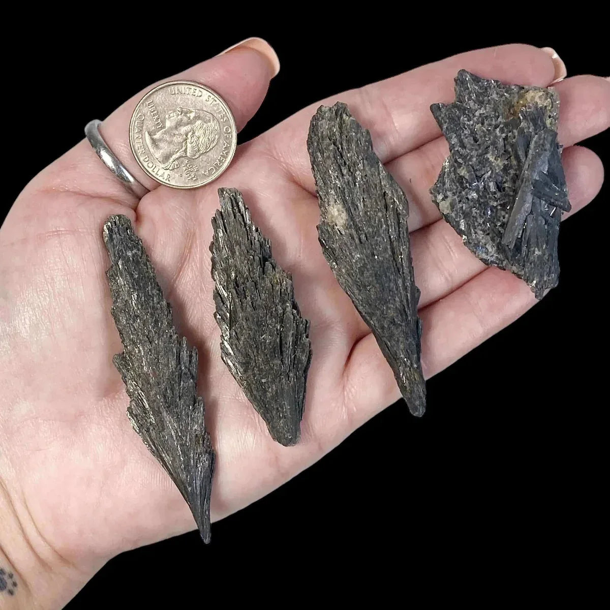 Black Kyanite - Mooncat Crystals