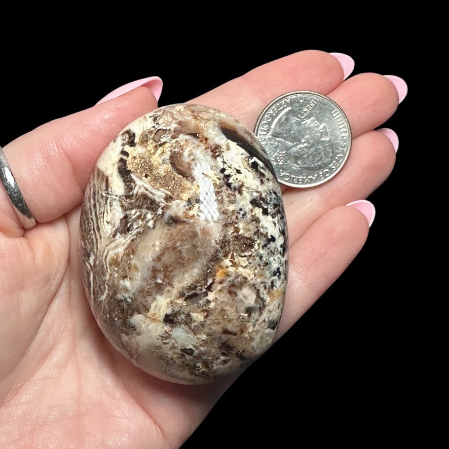 Chocolate Opal Palm Stone - Mooncat Crystals