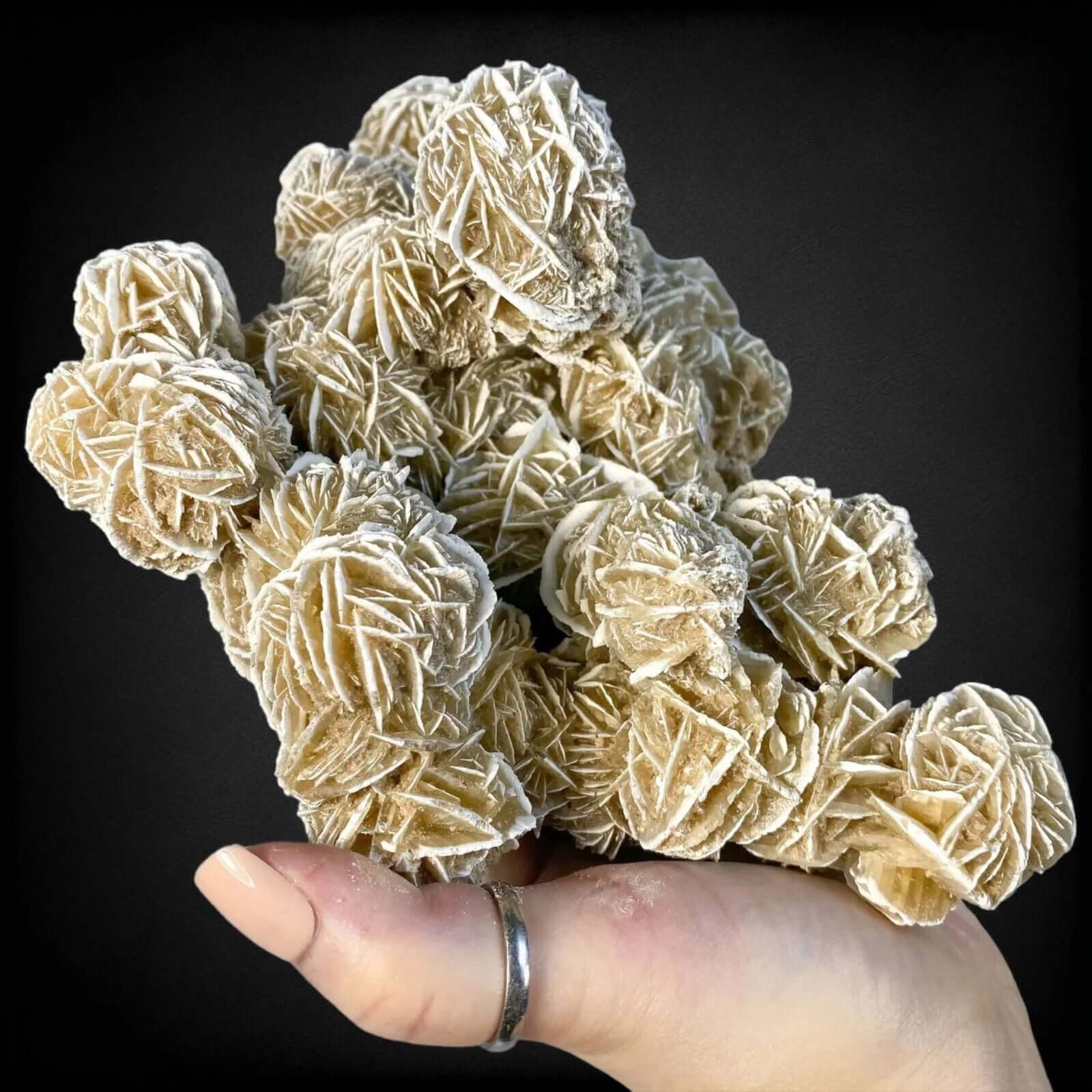 Desert Rose Selenite Stock C