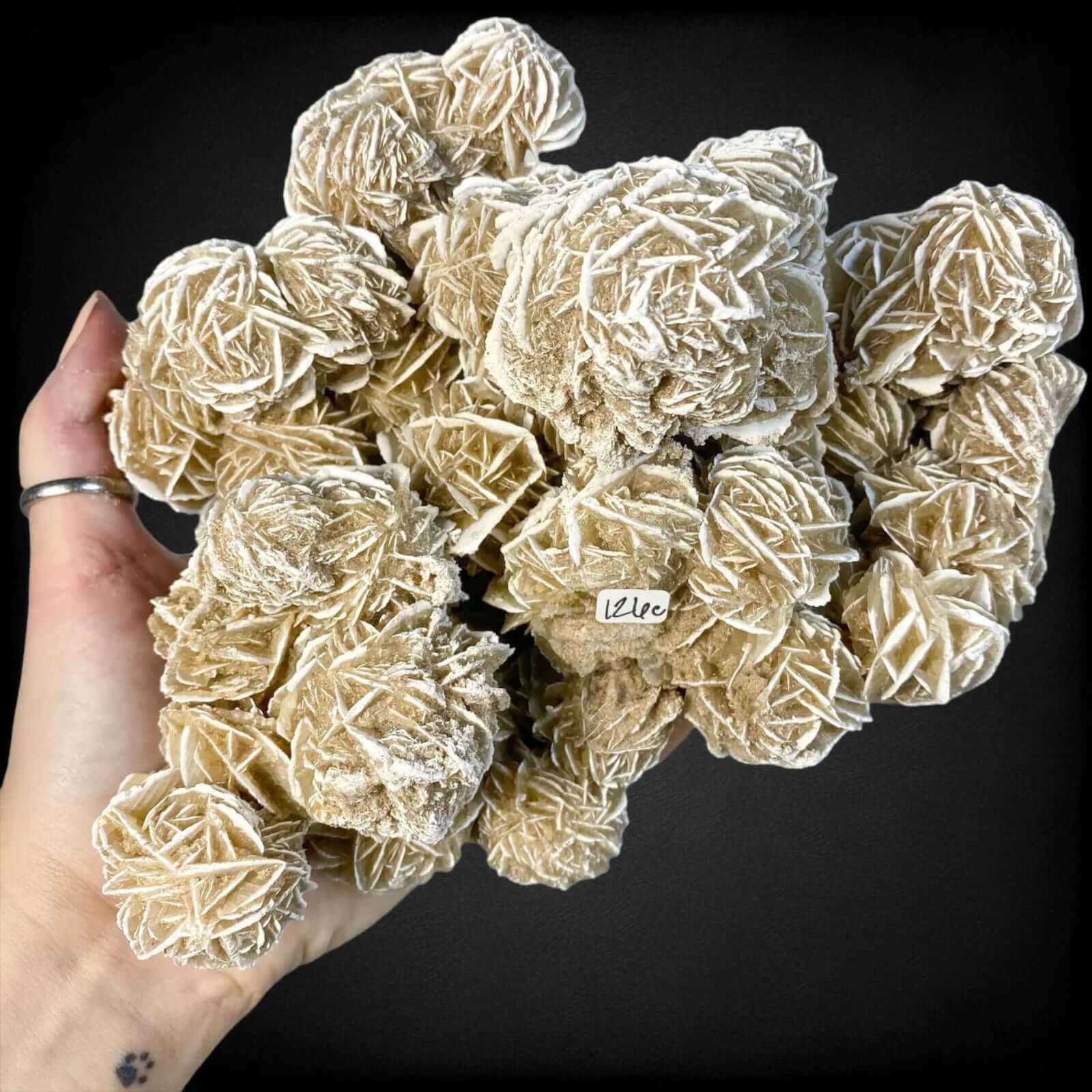 Desert Rose Selenite Stock C