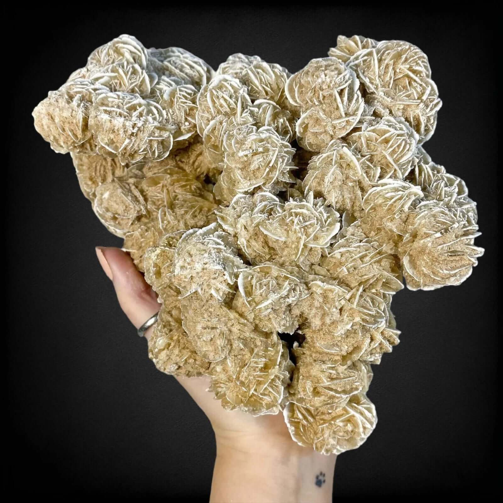 Desert Rose Selenite Stock C