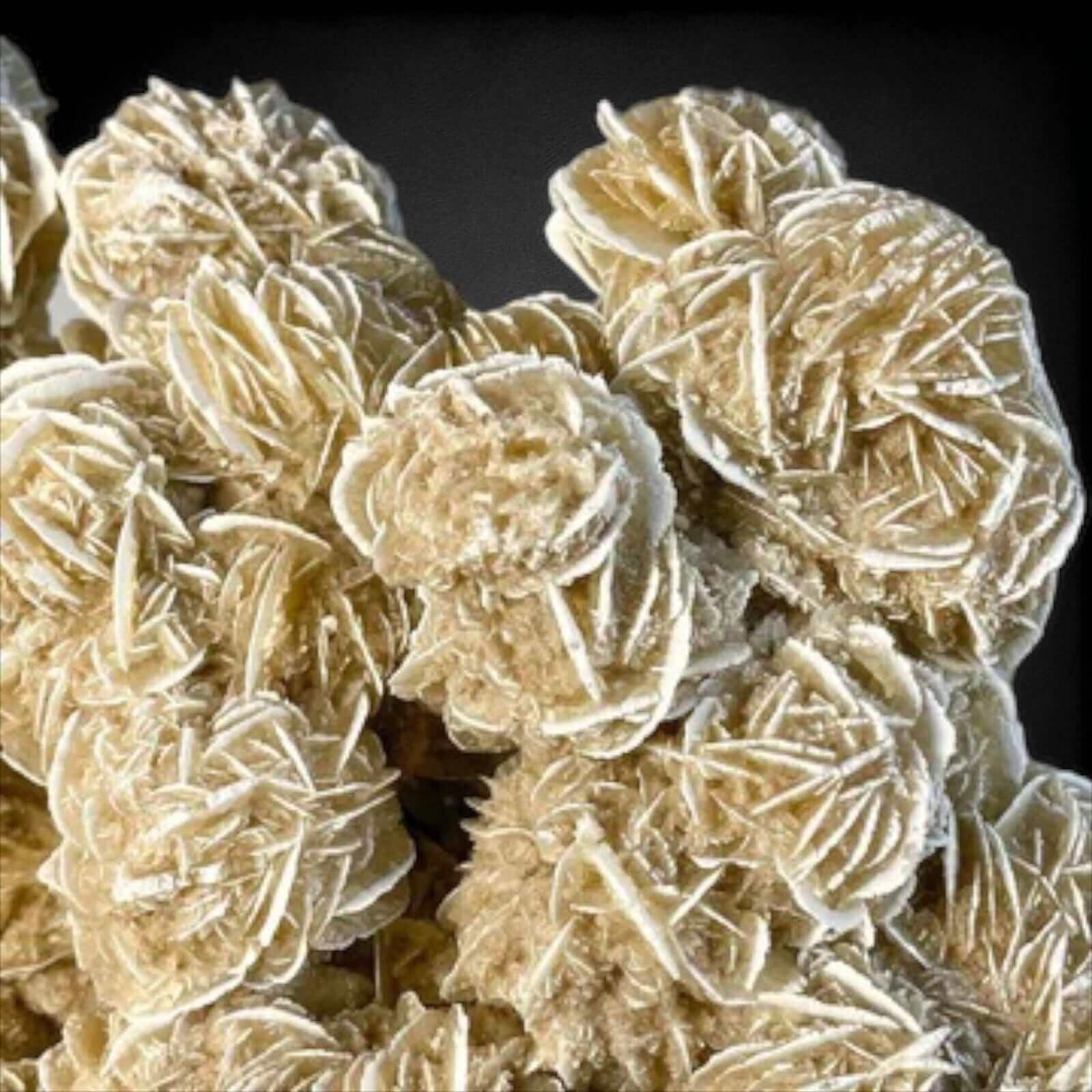 Desert Rose Selenite Stock C