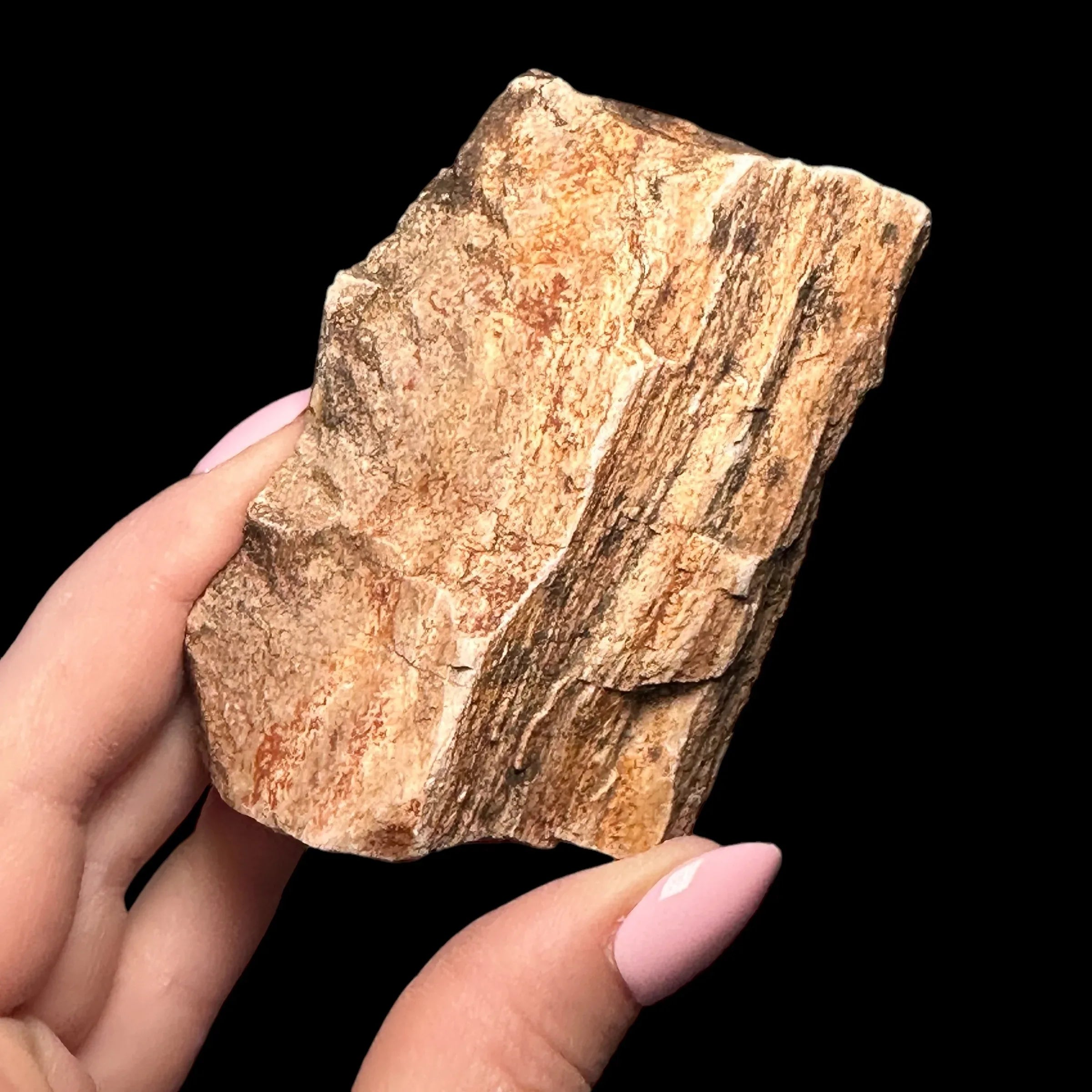 Petrified Wood for | Stock C - Mooncat Crystals