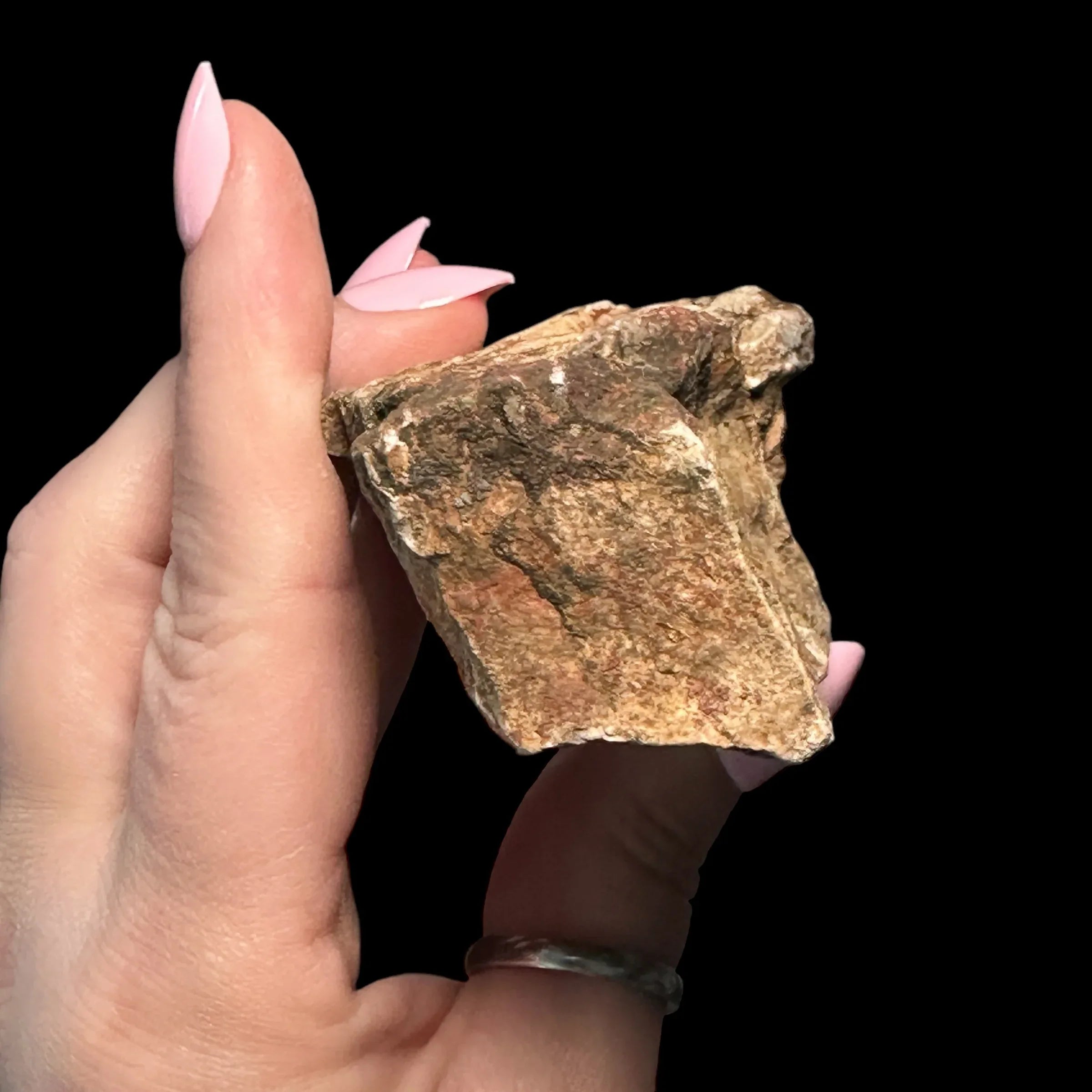 Petrified Wood for | Stock C - Mooncat Crystals