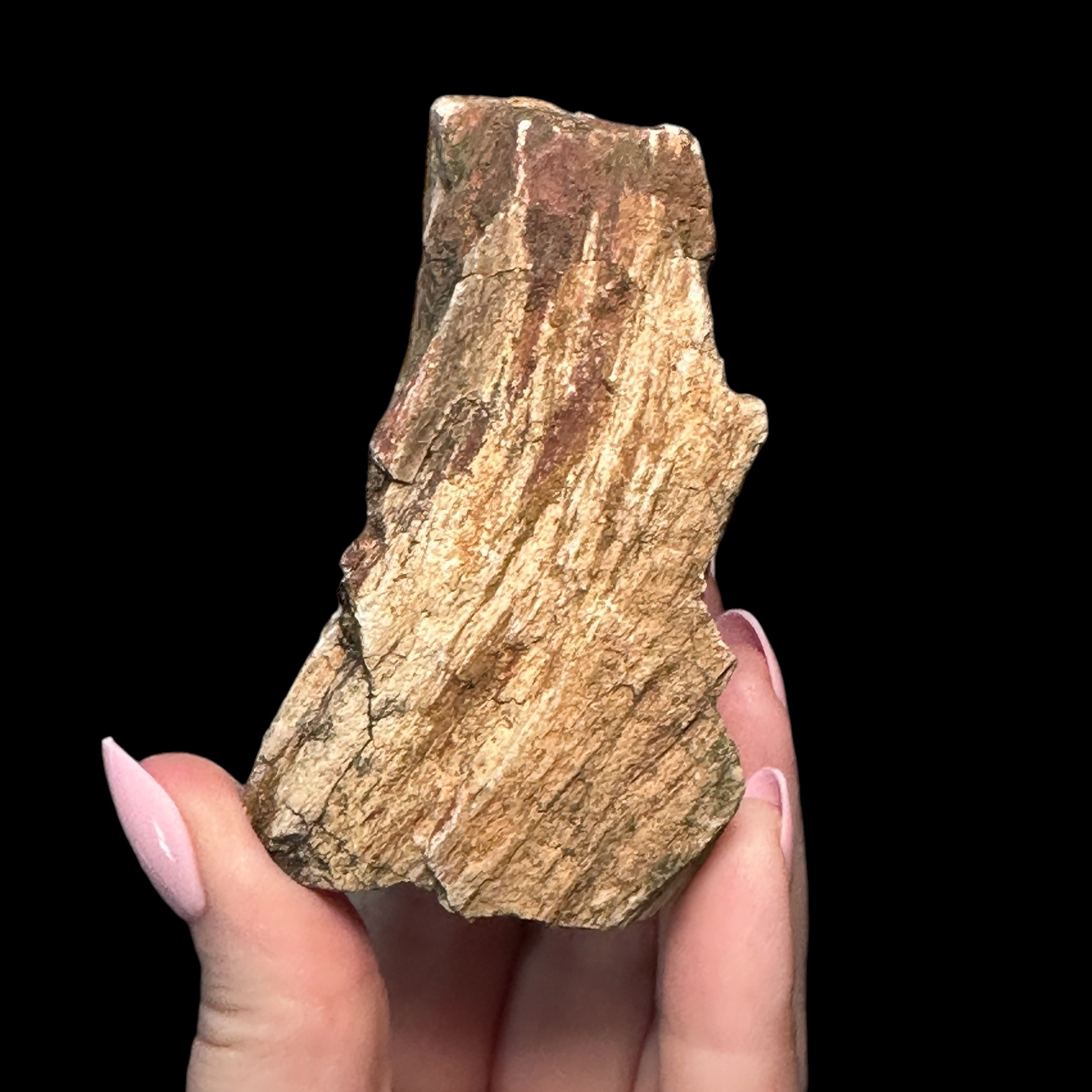 Petrified Wood for | Stock C - Mooncat Crystals