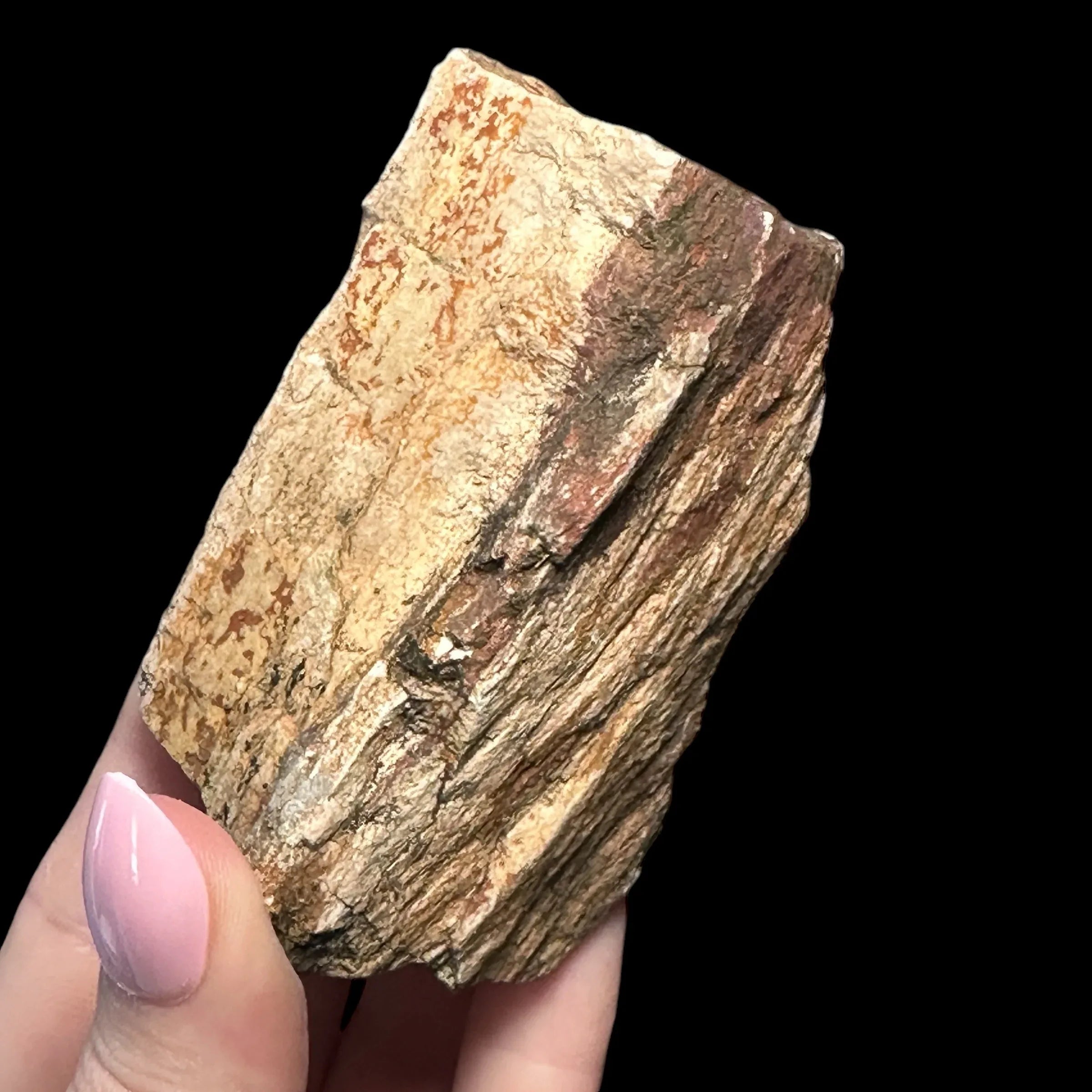 Petrified Wood for | Stock C - Mooncat Crystals