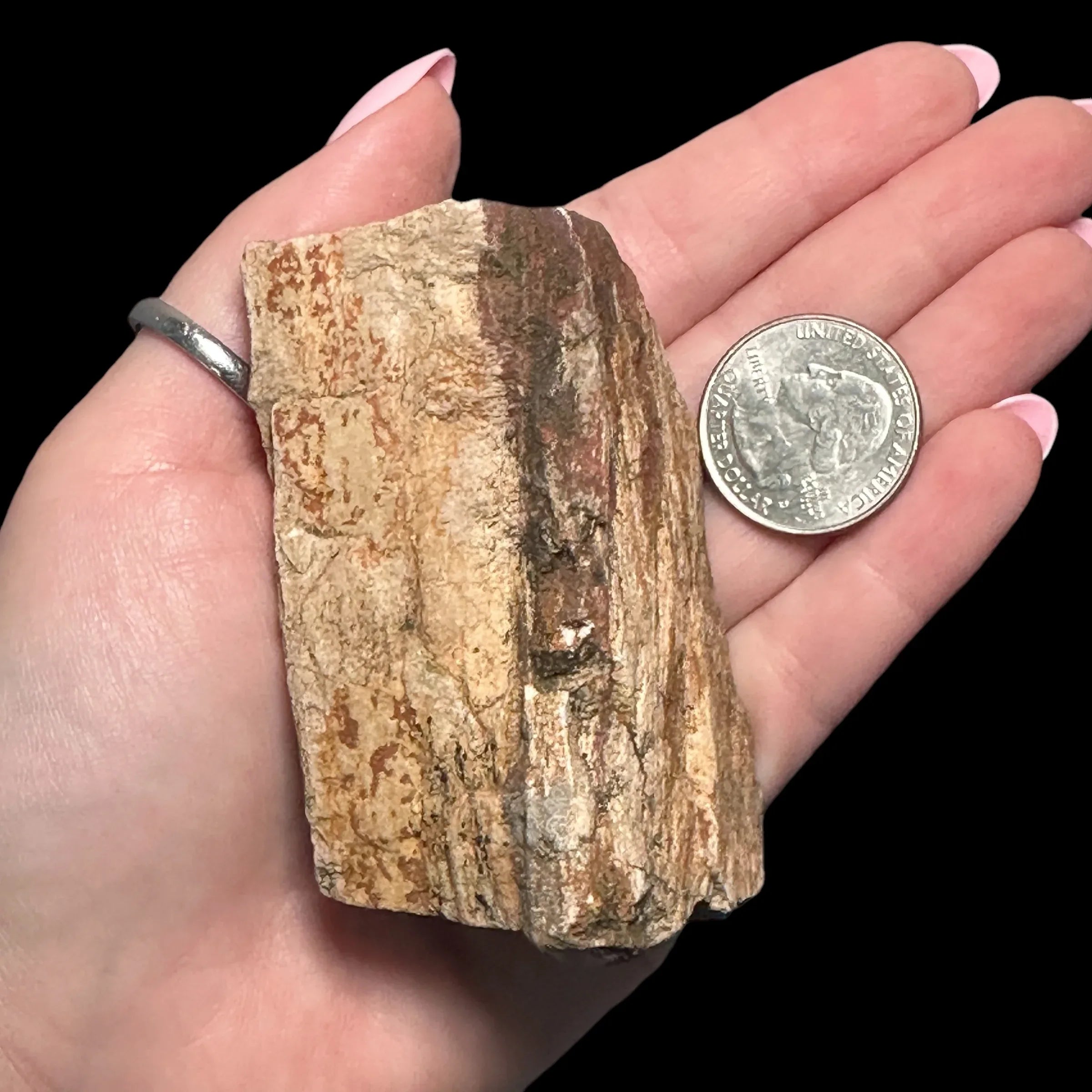 Petrified Wood for | Stock C - Mooncat Crystals