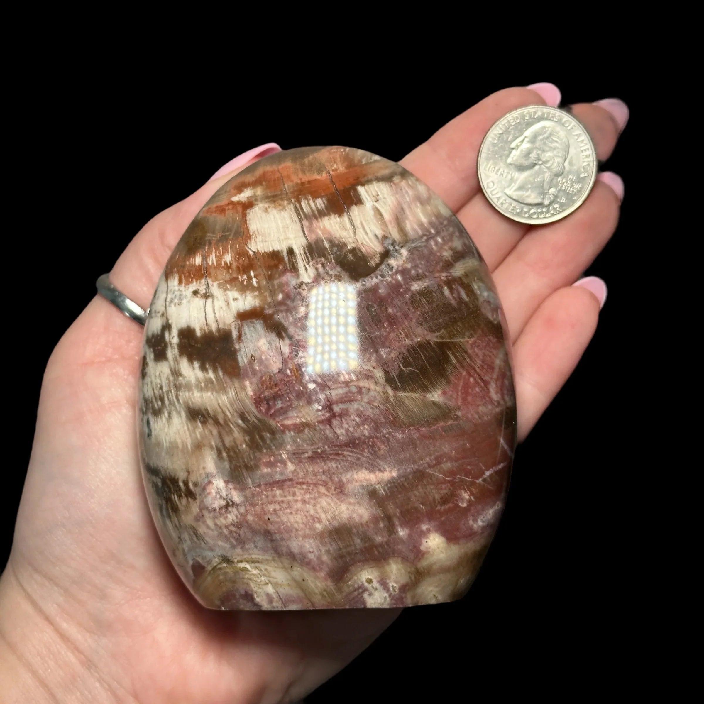 Petrified Wood - Mooncat Crystals