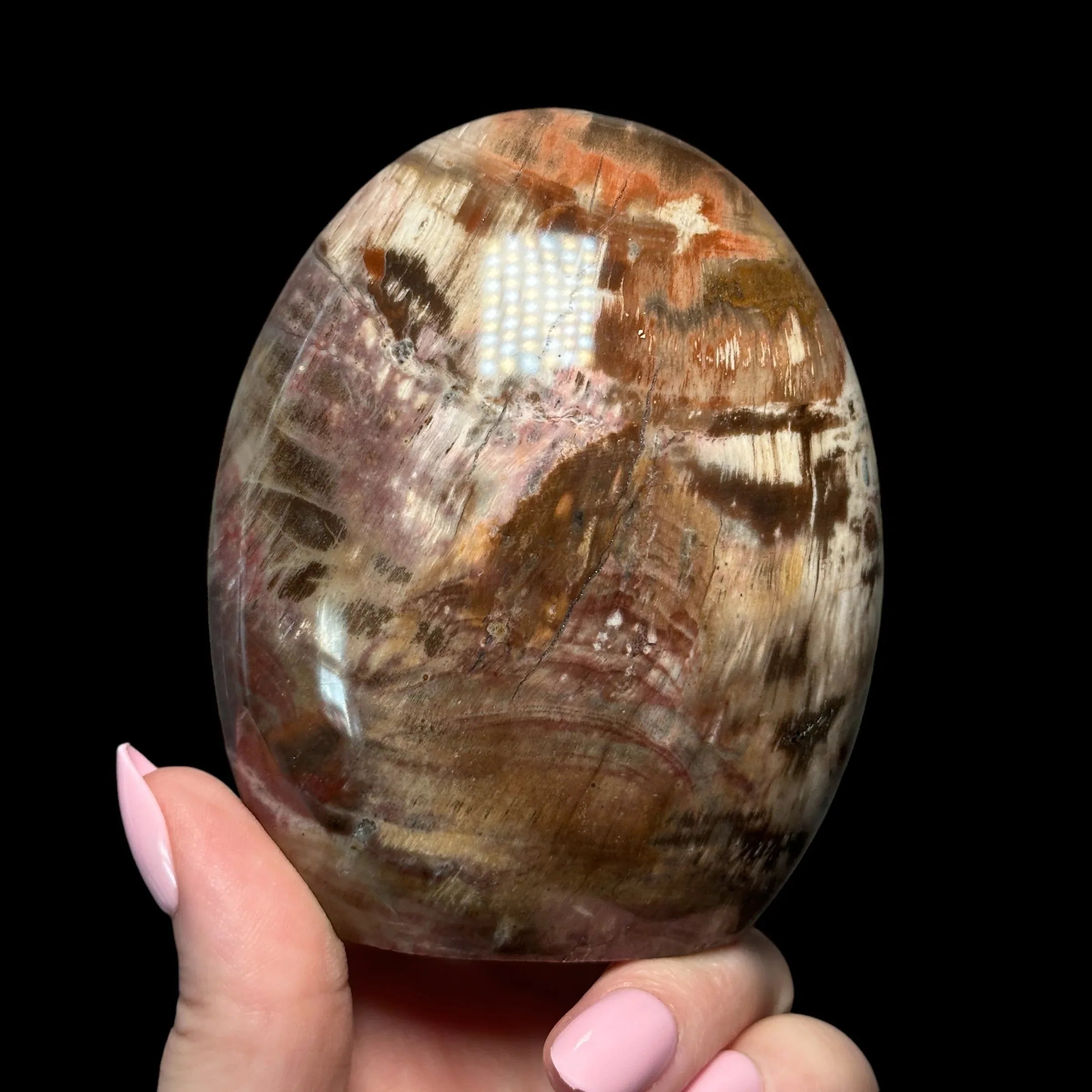 Petrified Wood - Mooncat Crystals