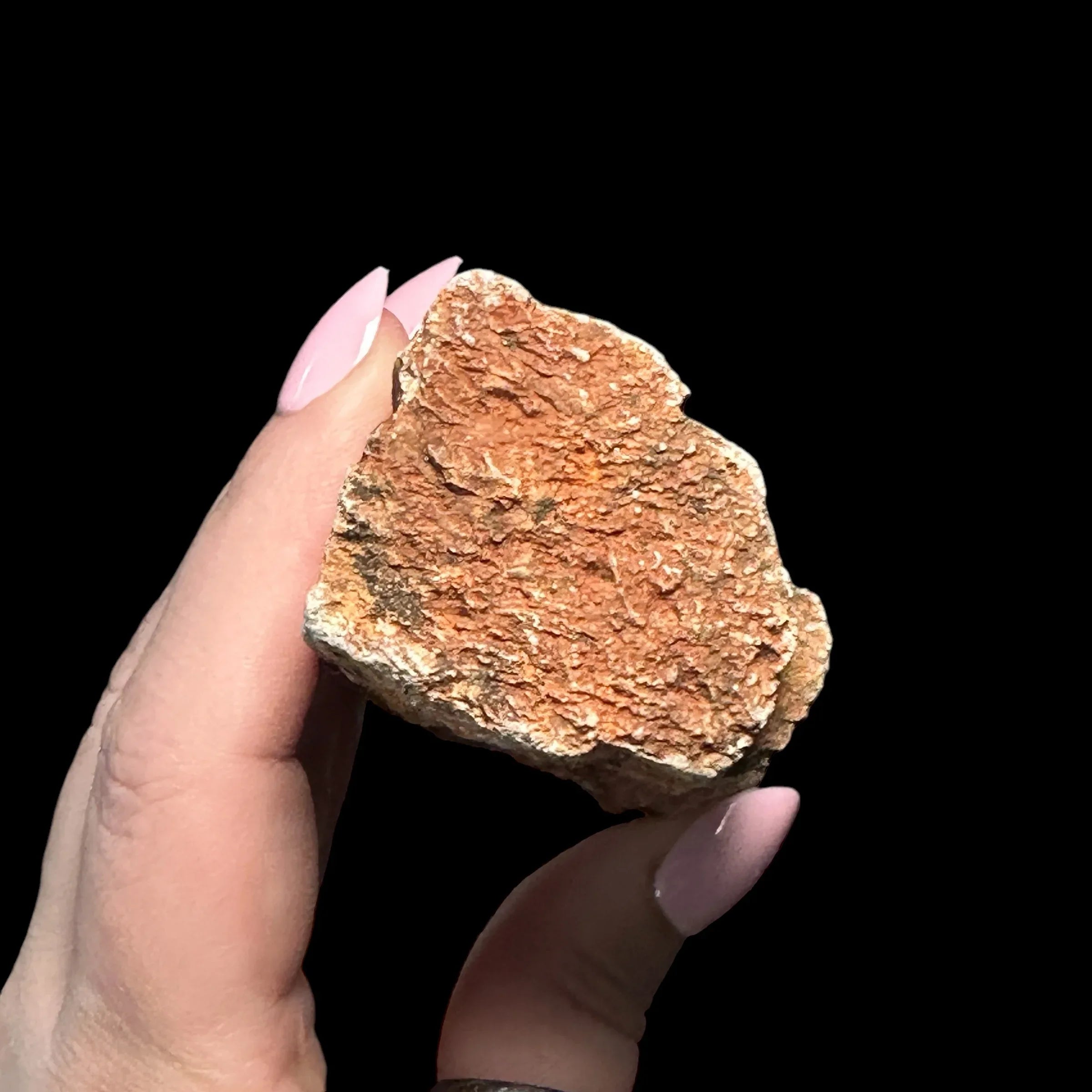 Petrified Wood | Stock B - Mooncat Crystals