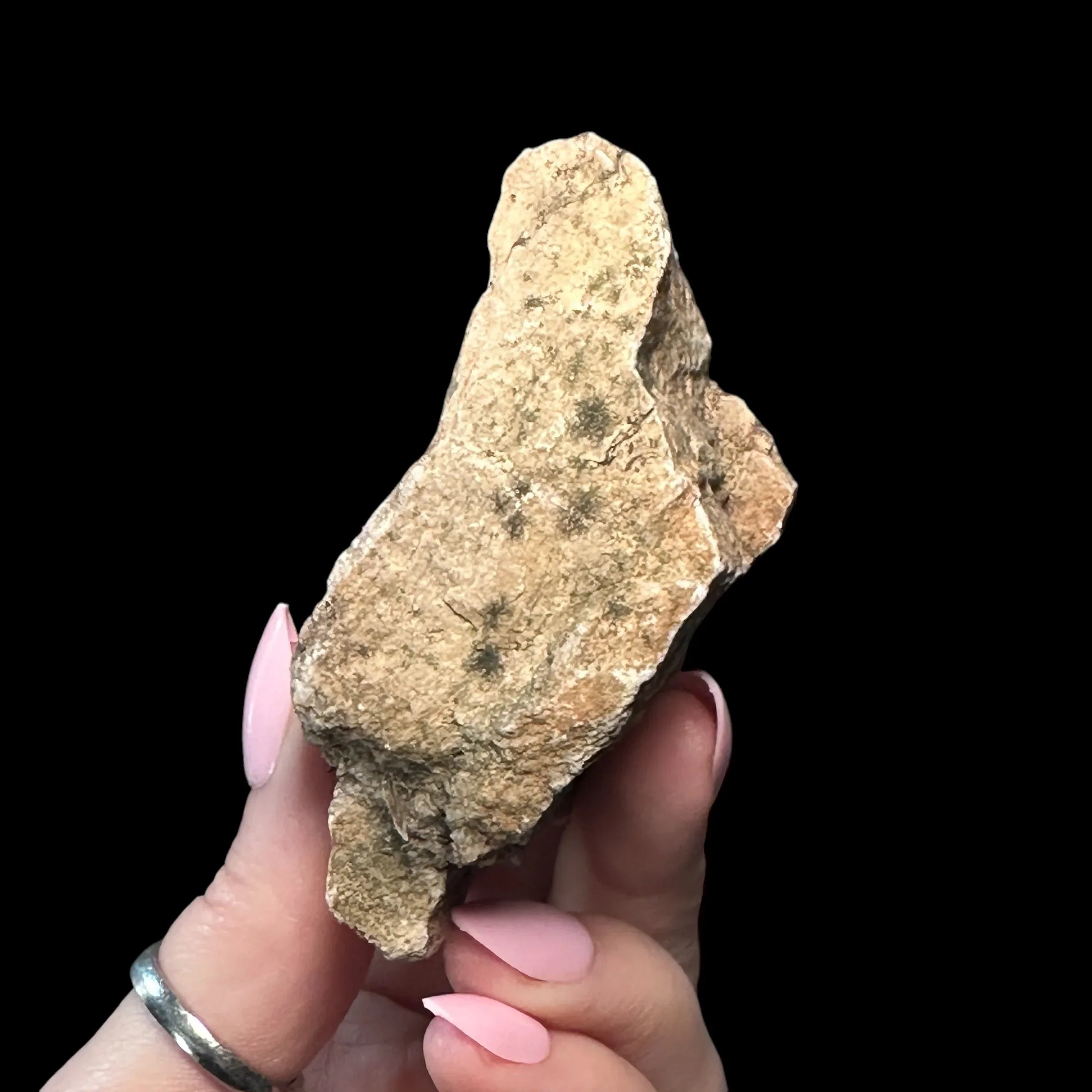 Petrified Wood | Stock D - Mooncat Crystals