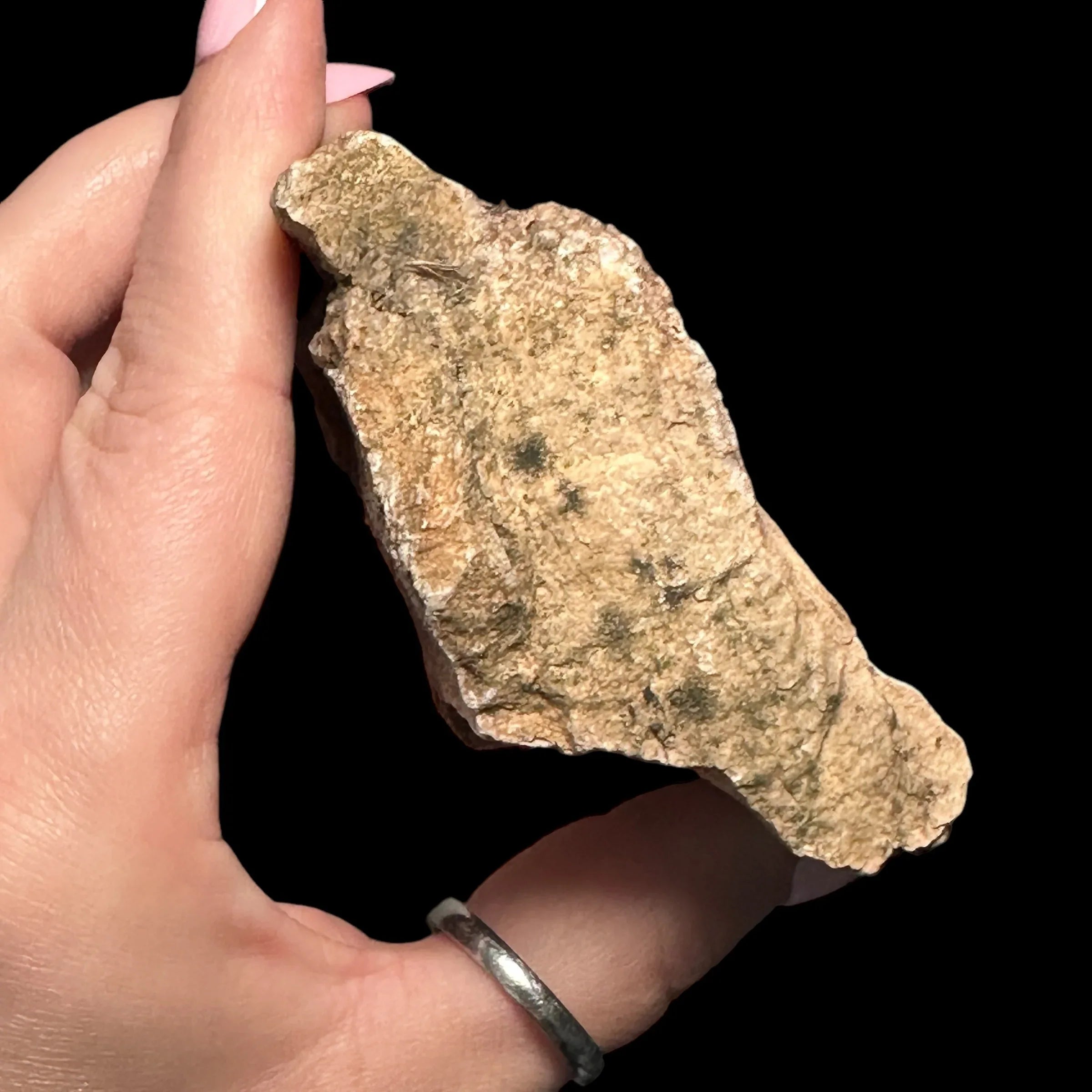 Petrified Wood | Stock D - Mooncat Crystals