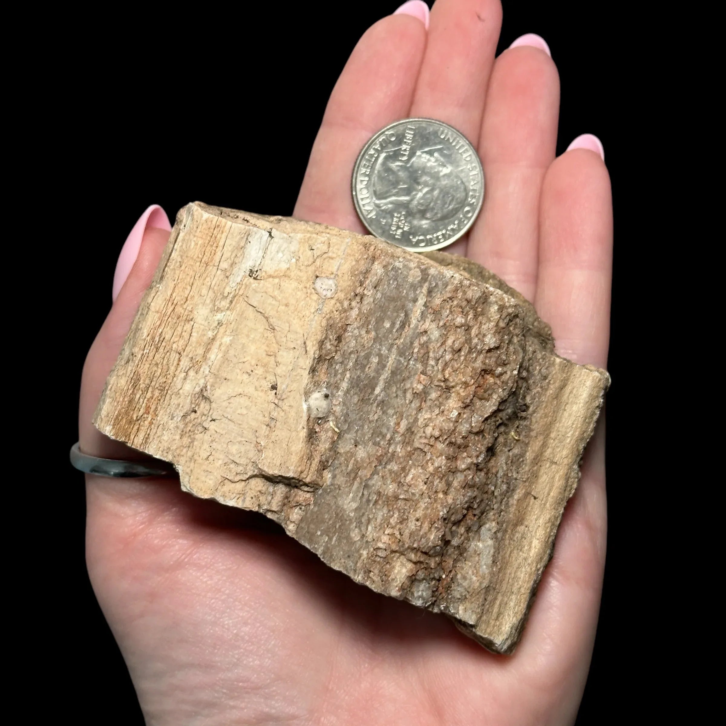 Petrified Wood | Stock D - Mooncat Crystals