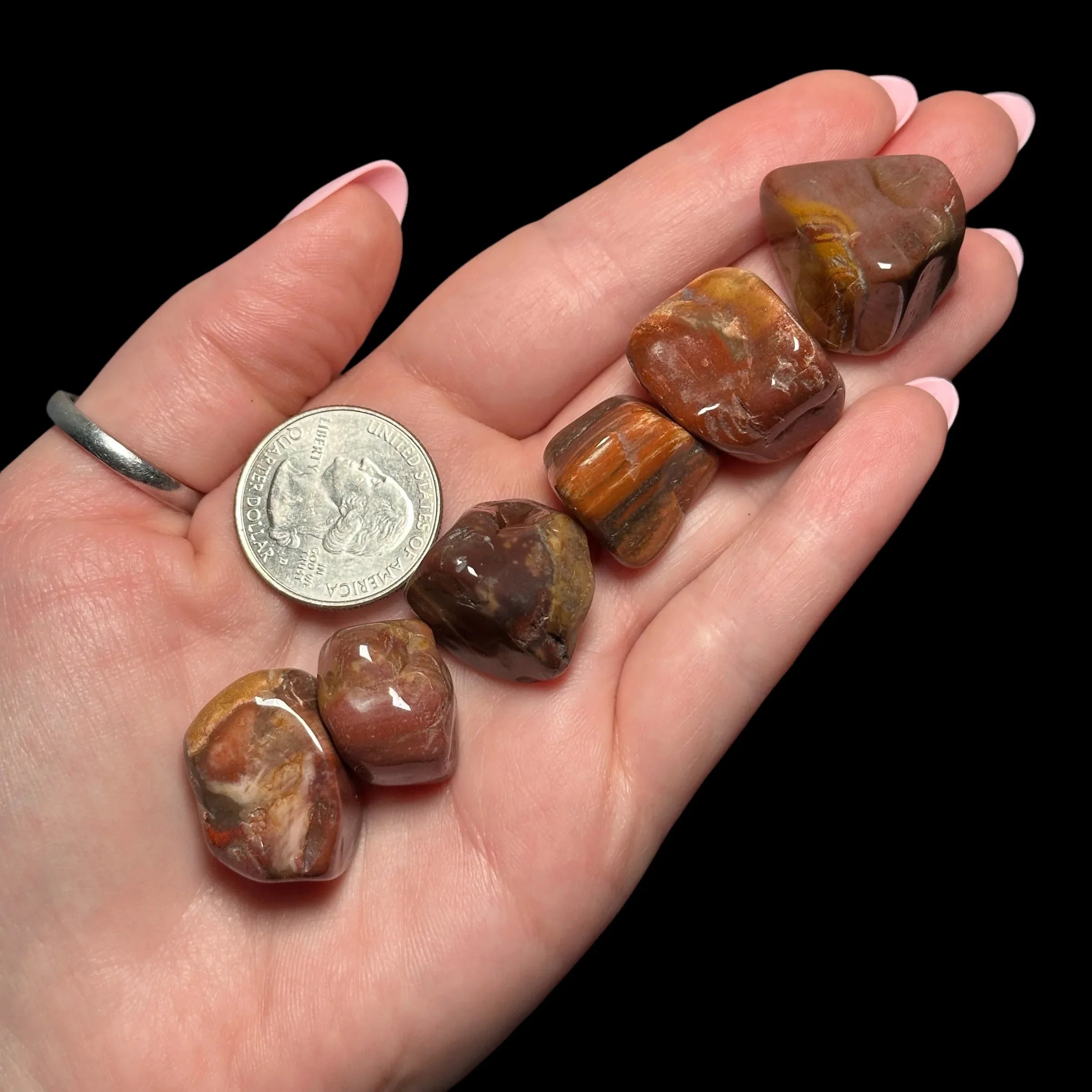Petrified Wood Tumbles | Set of 3 - Mooncat Crystals