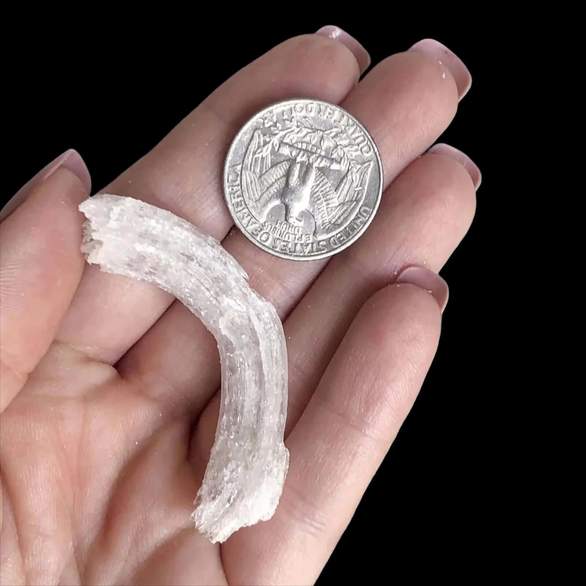 Ram's Horn Selenite | Stock M - Mooncat Crystals
