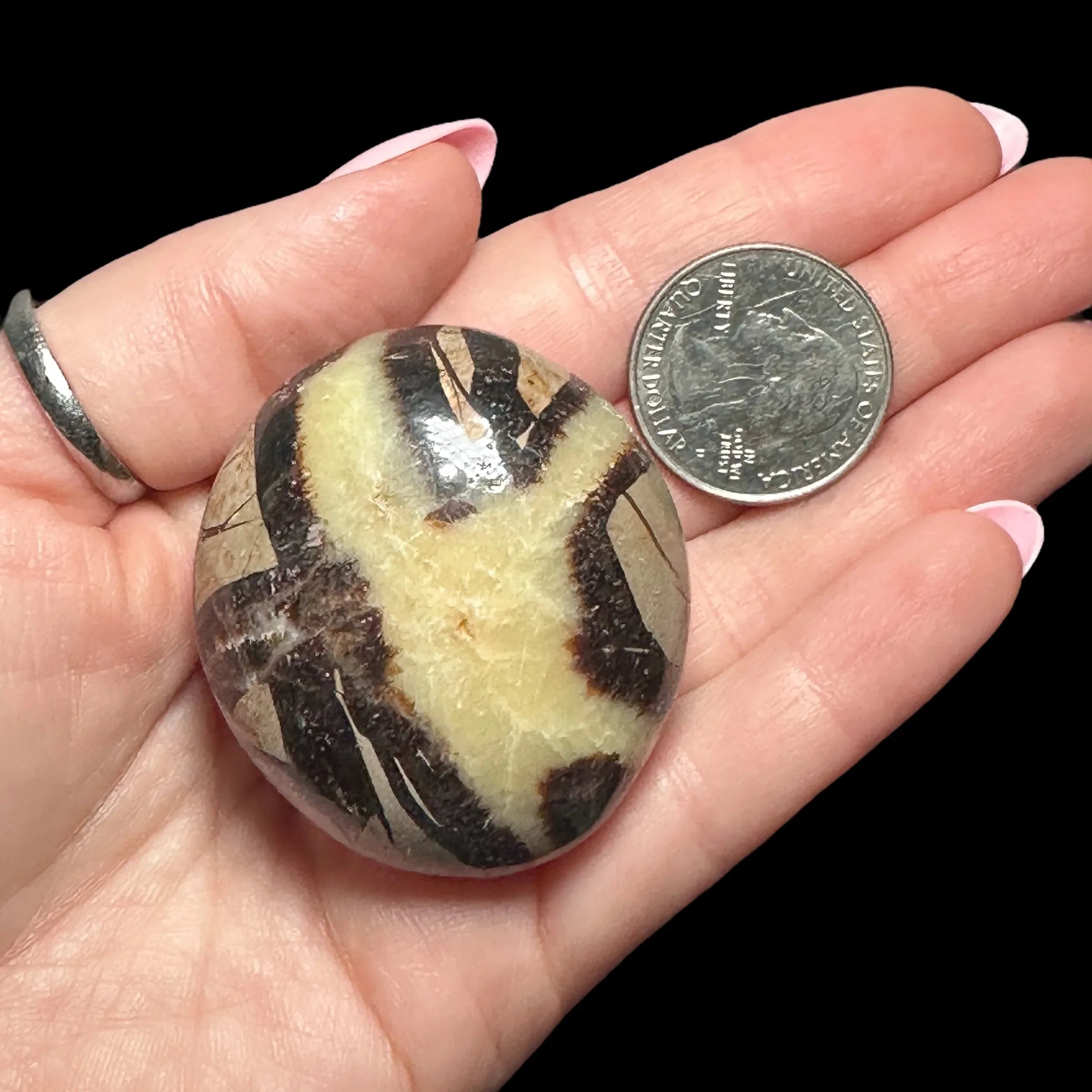 Septarian Palm Stone - Mooncat Crystals