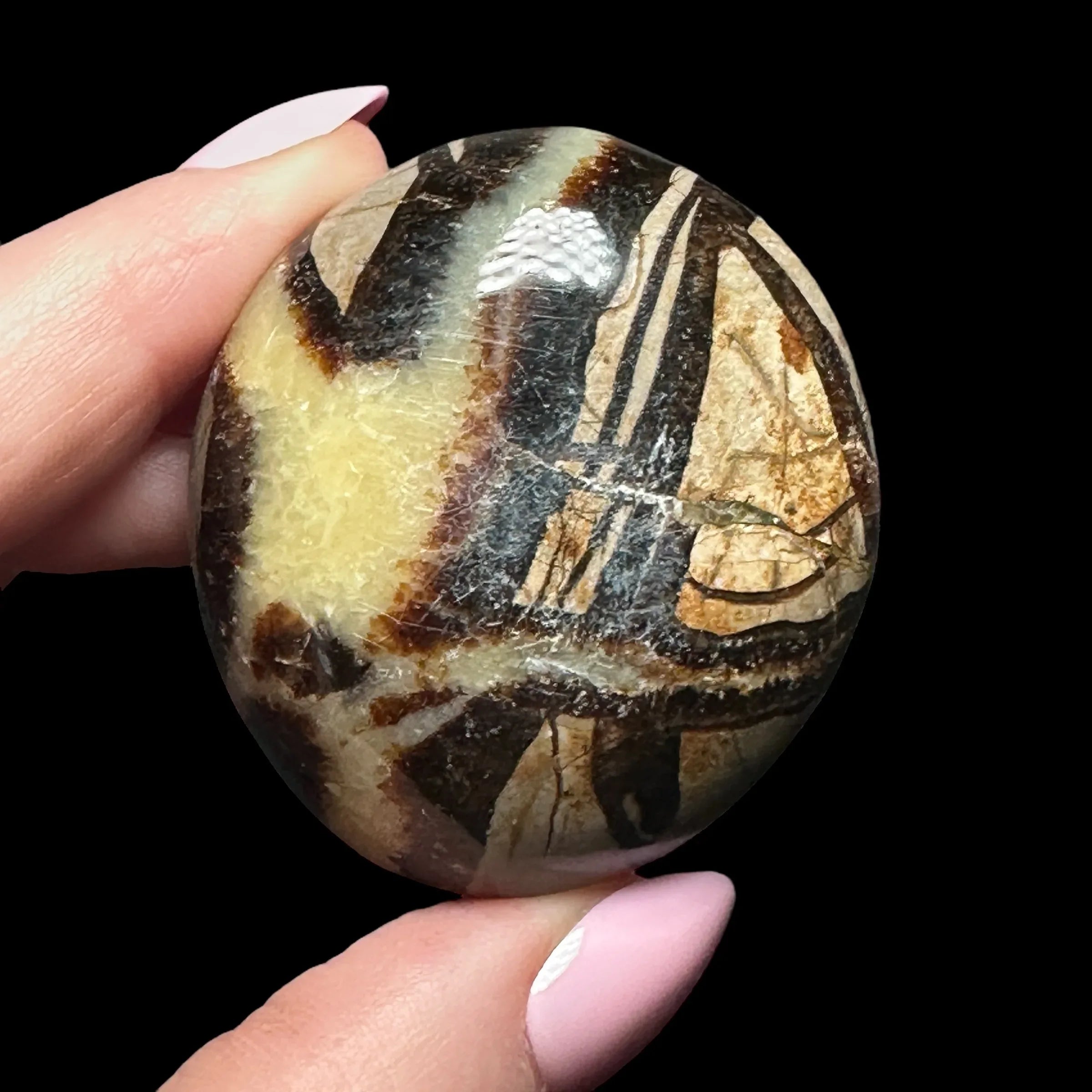 Septarian Palm Stone - Mooncat Crystals