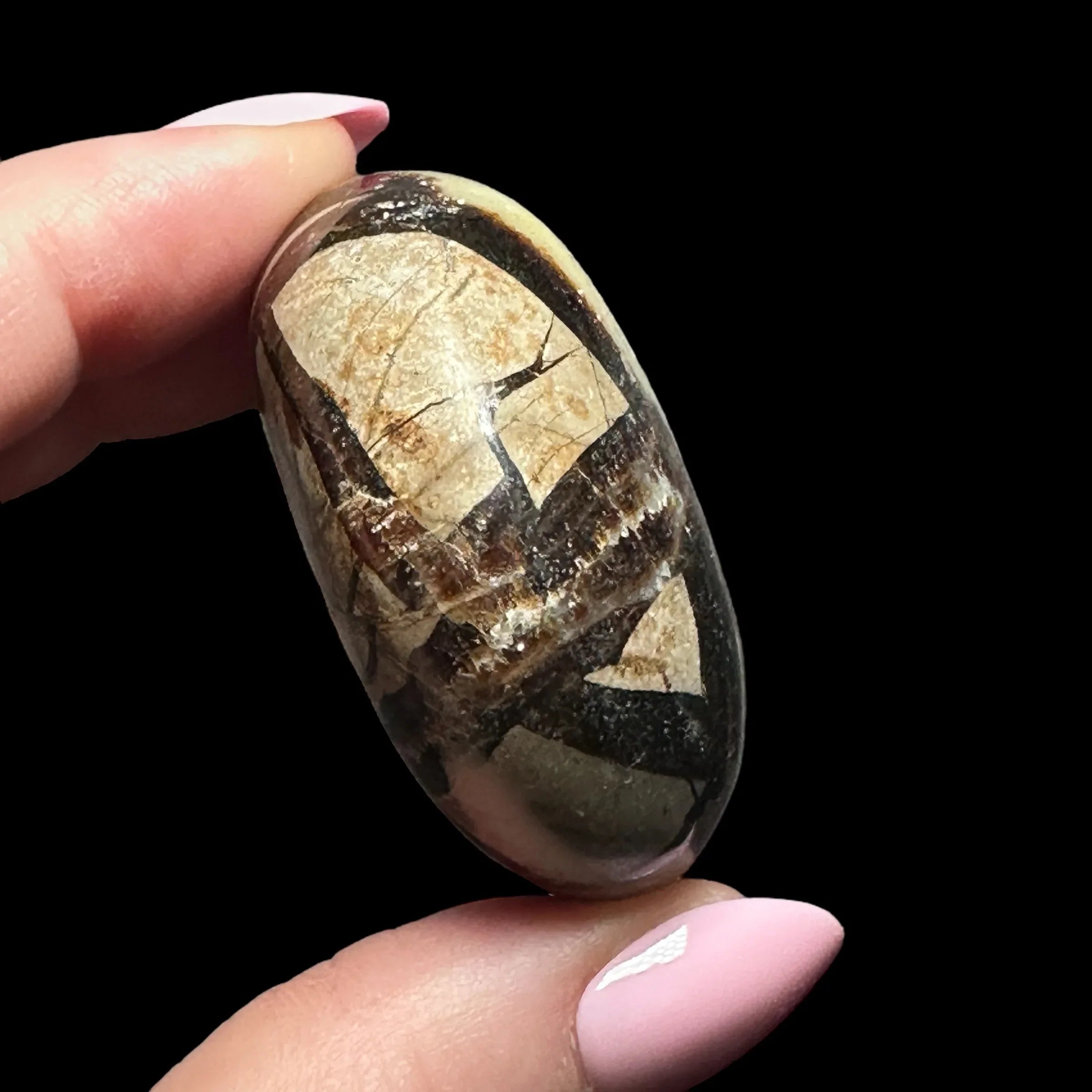 Septarian Palm Stone - Mooncat Crystals