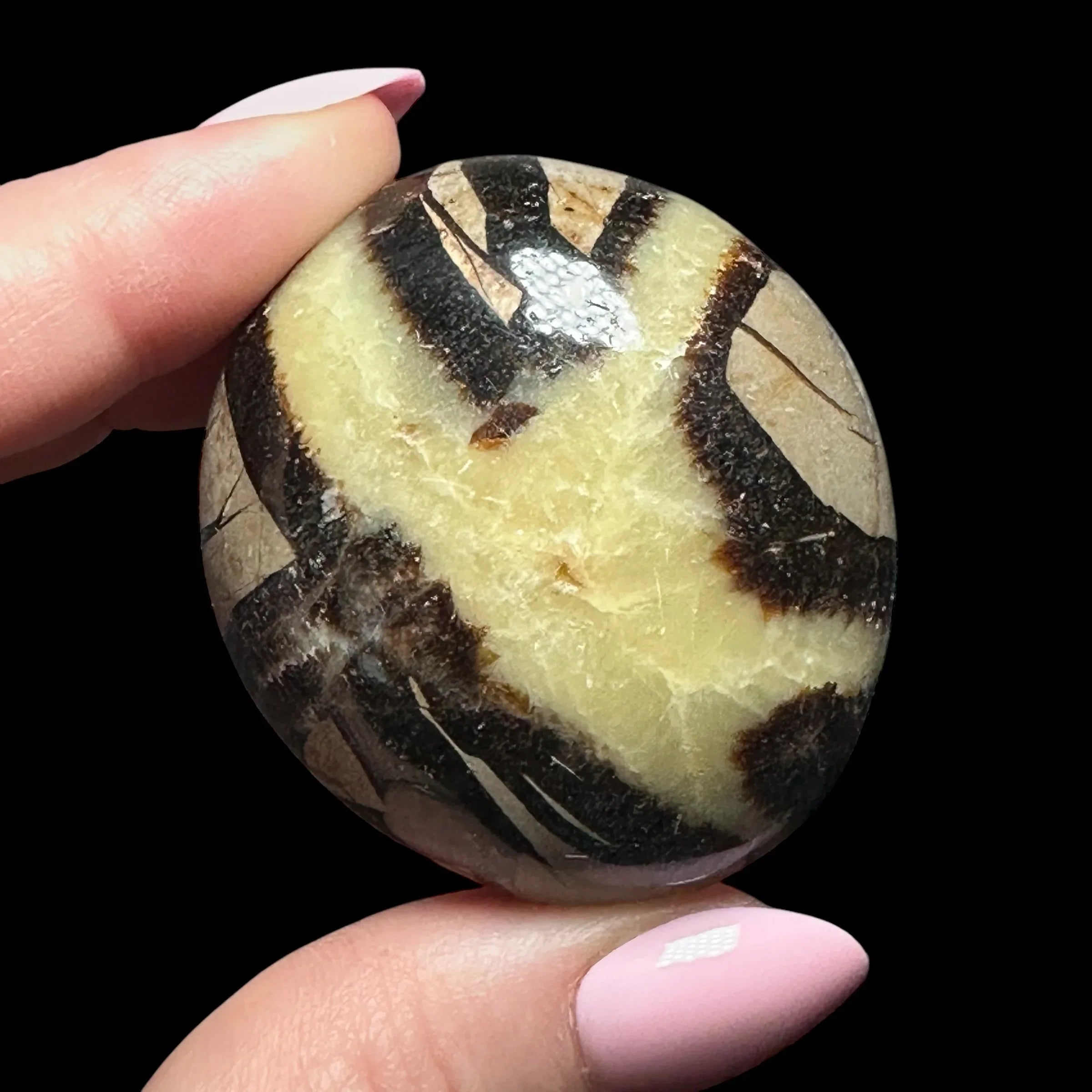 Septarian Palm Stone - Mooncat Crystals