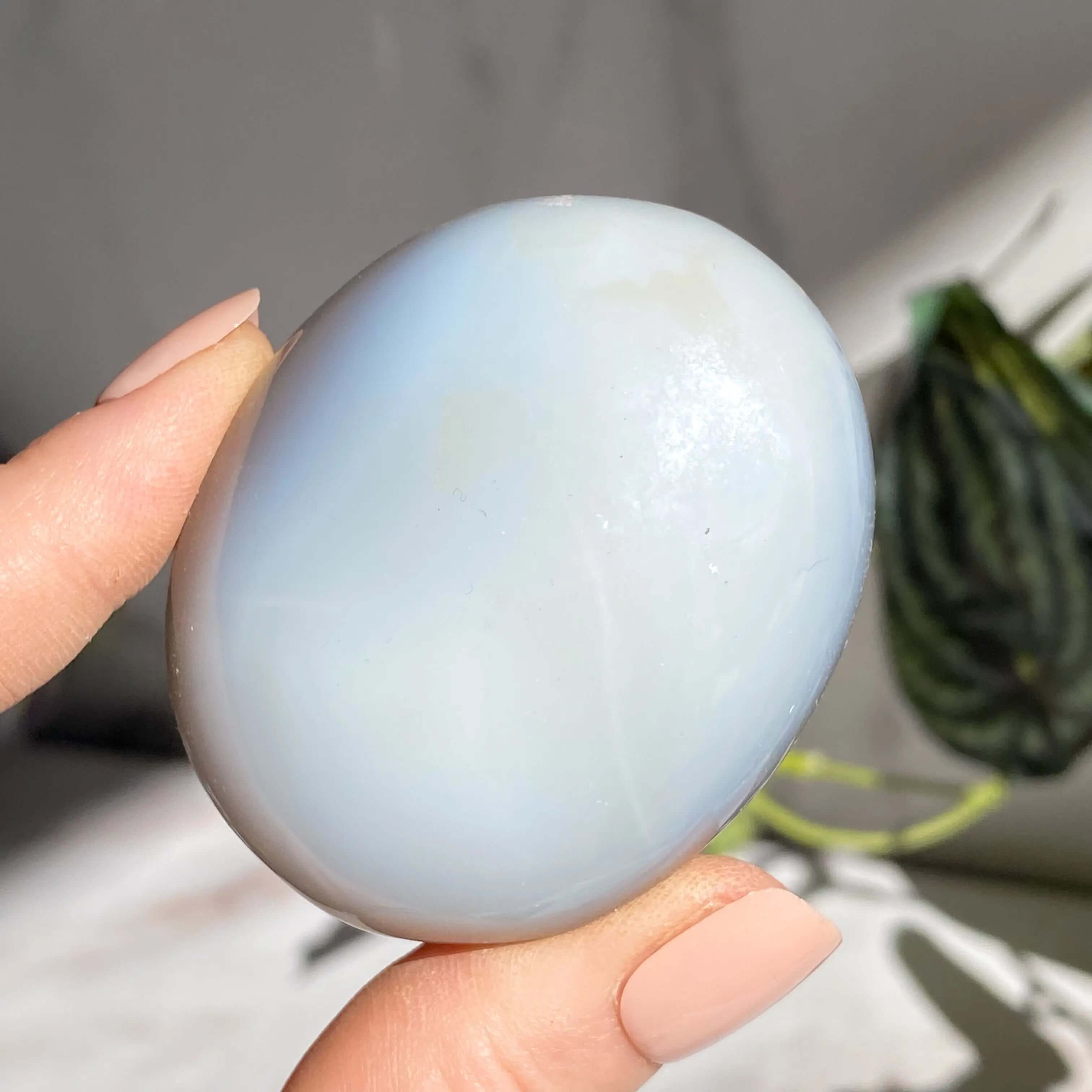 Agate Palm Stone | You Choose Mooncat Crystals