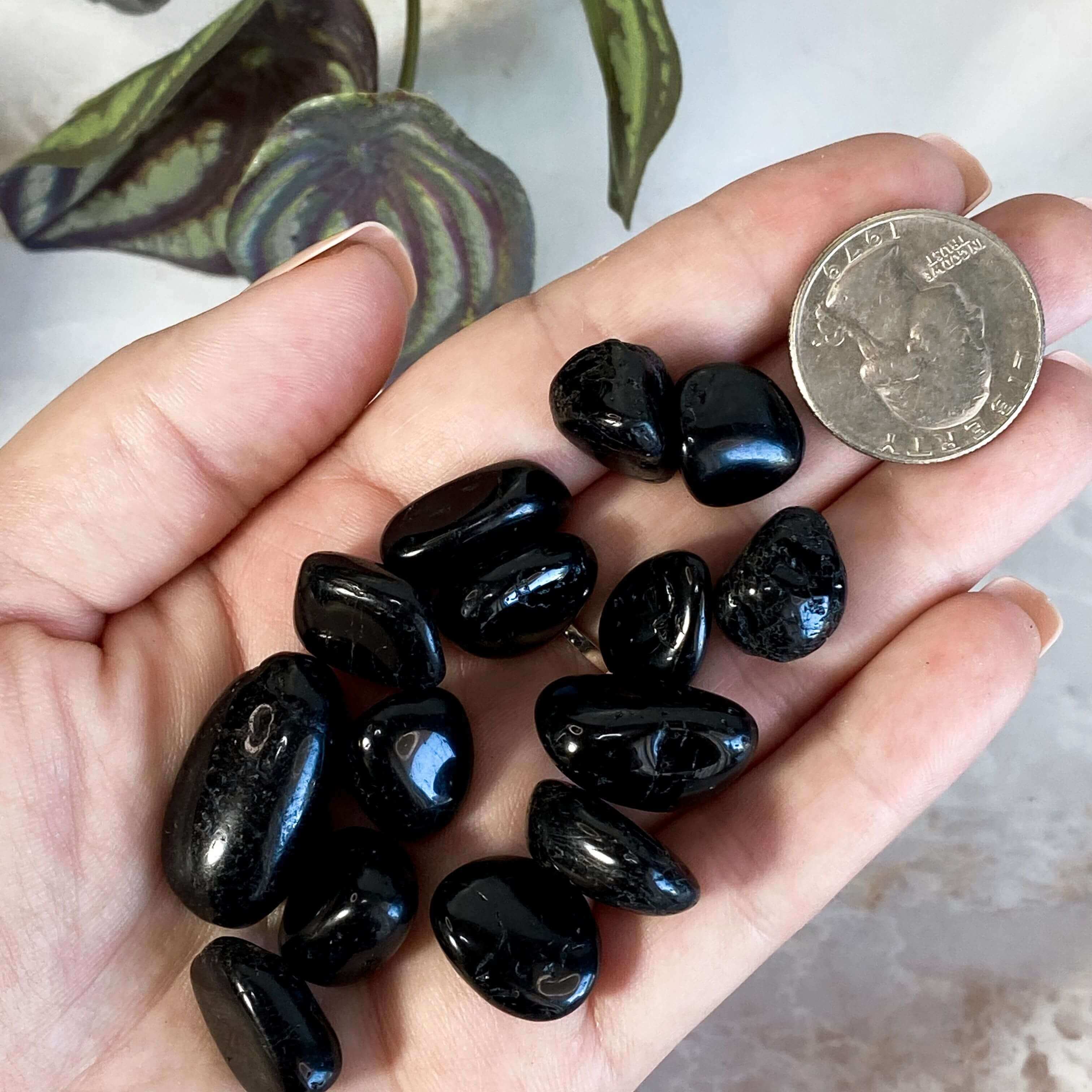 Black Tourmaline Tumbles | 50 gram Lot Mooncat Crystals