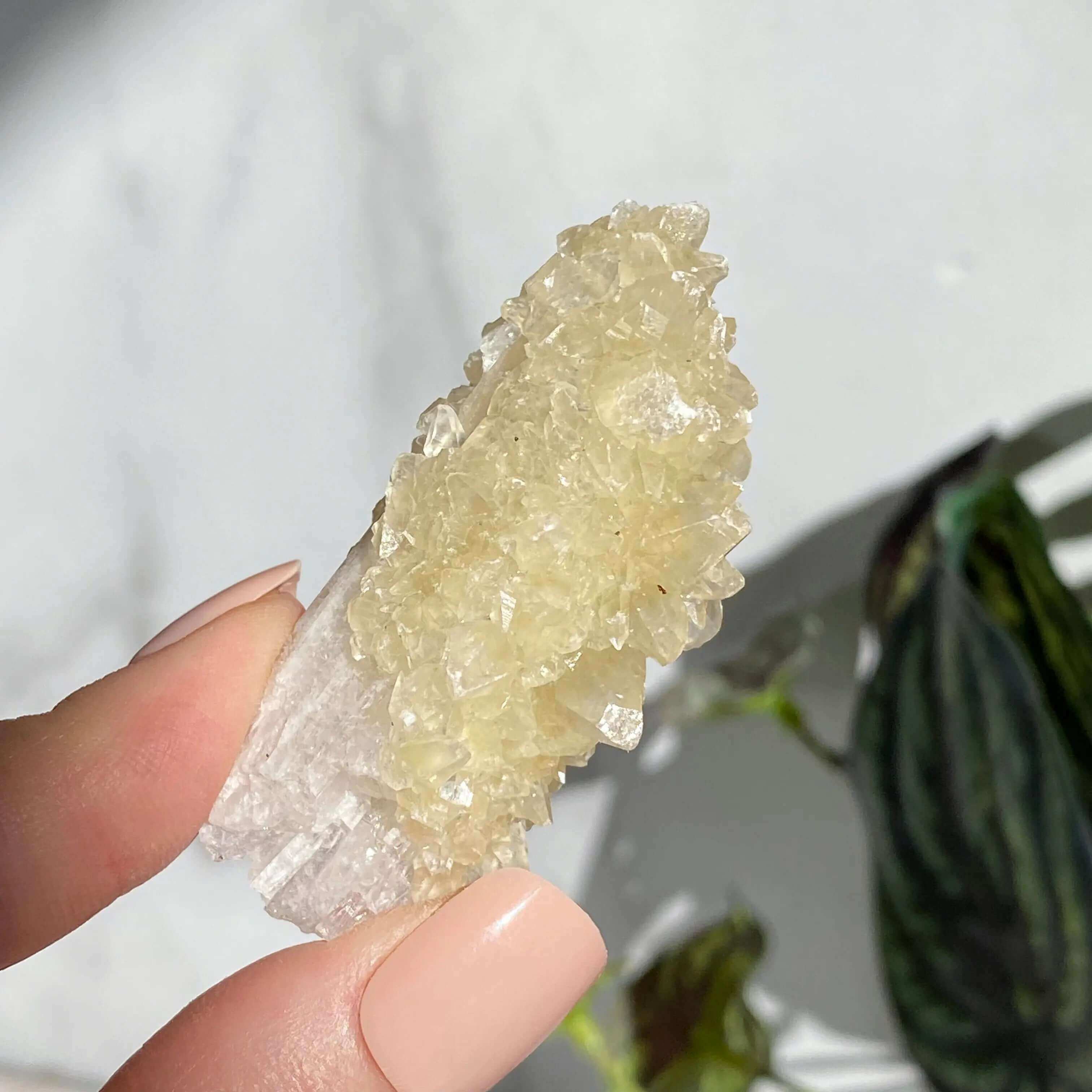 Druzy Pink Danburite with UV-Reactive Calcite | Stock RR Mooncat Crystals