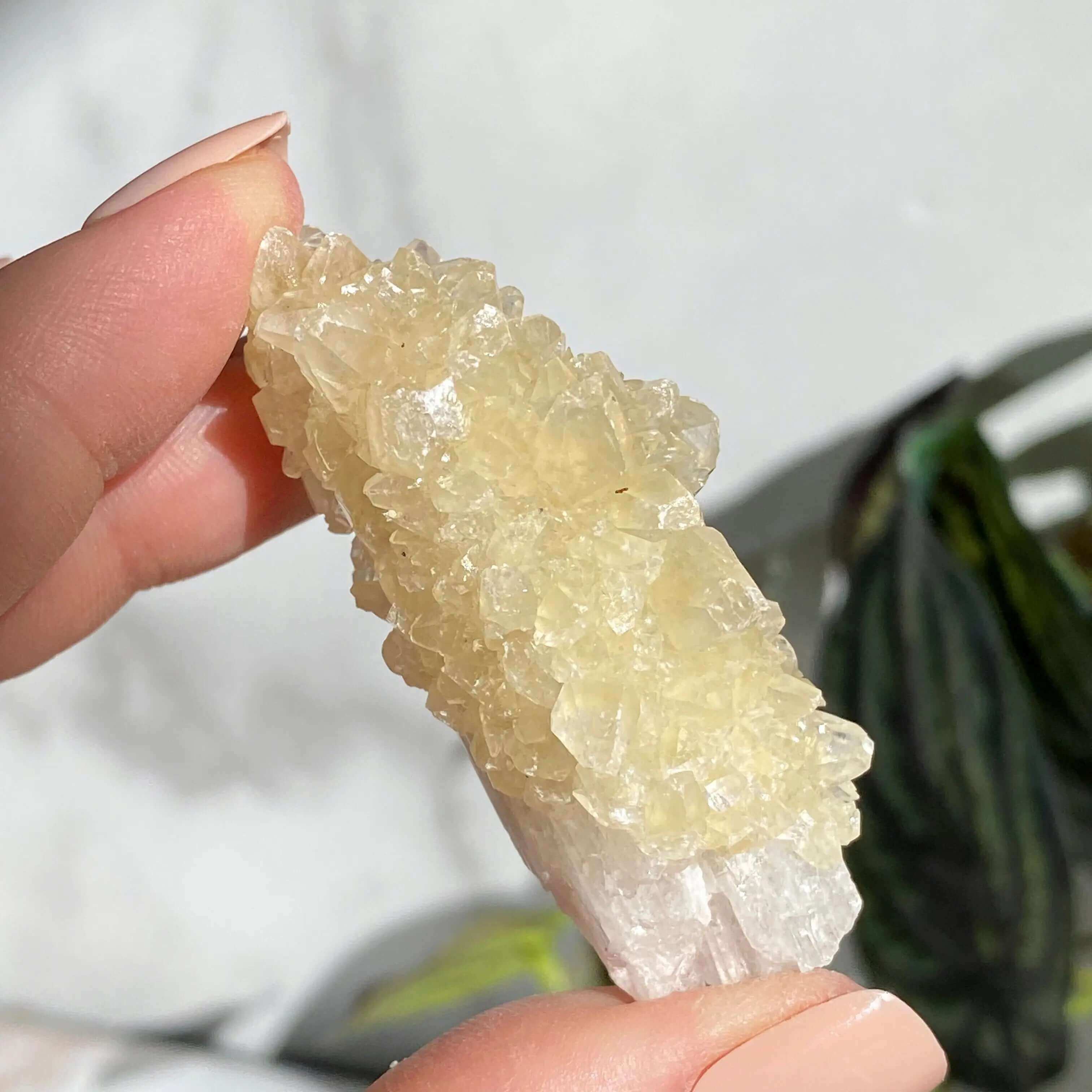 Druzy Pink Danburite with UV-Reactive Calcite | Stock RR Mooncat Crystals