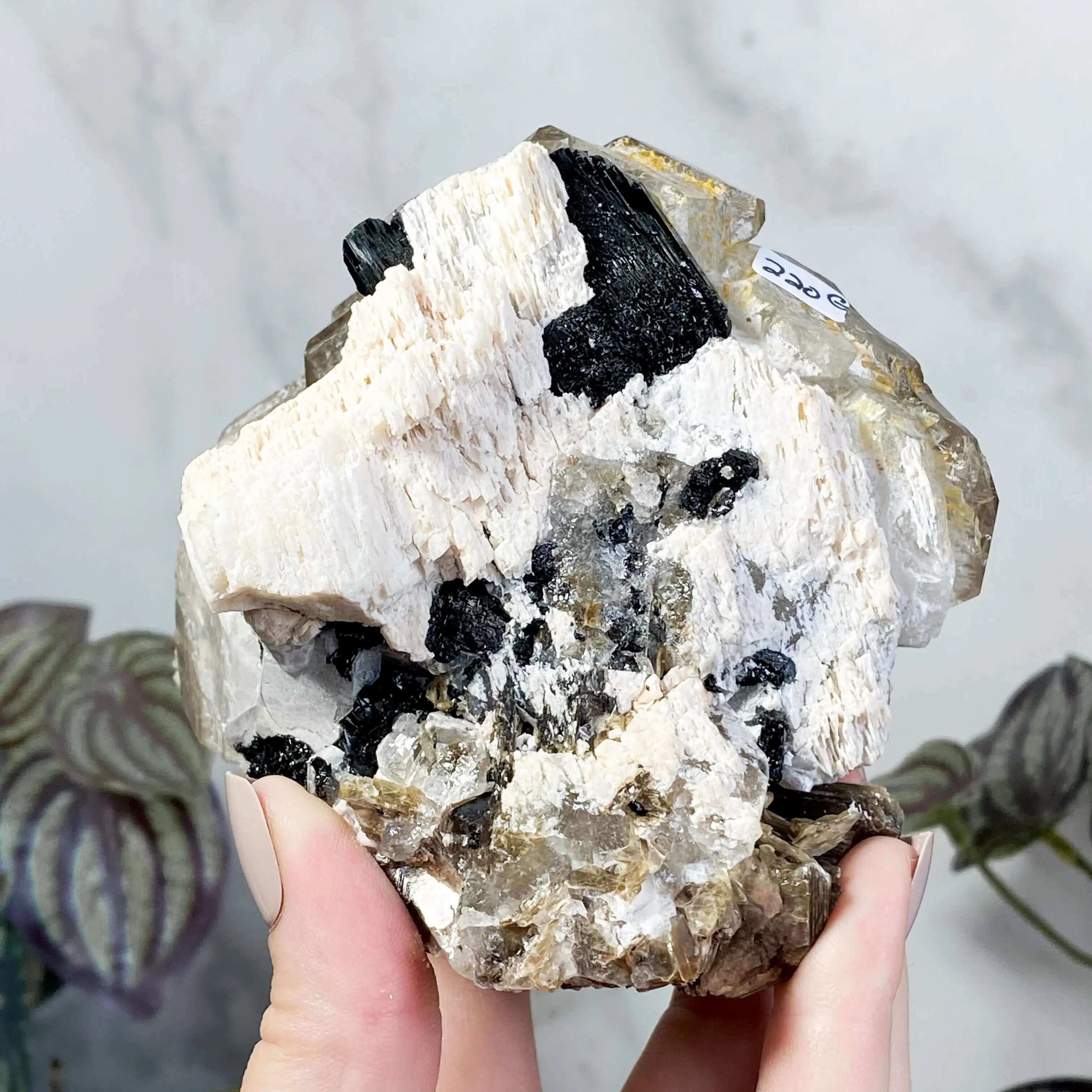 Elestial Quartz | Stock G Mooncat Crystals
