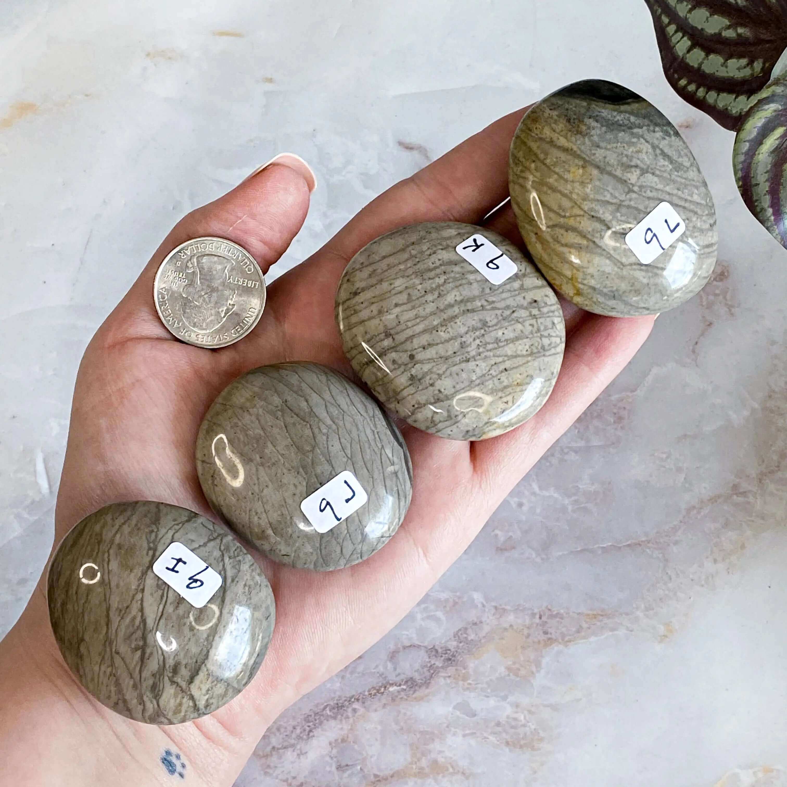 Fossil Jasper Palm Stone | You Choose IJKL Mooncat Crystals
