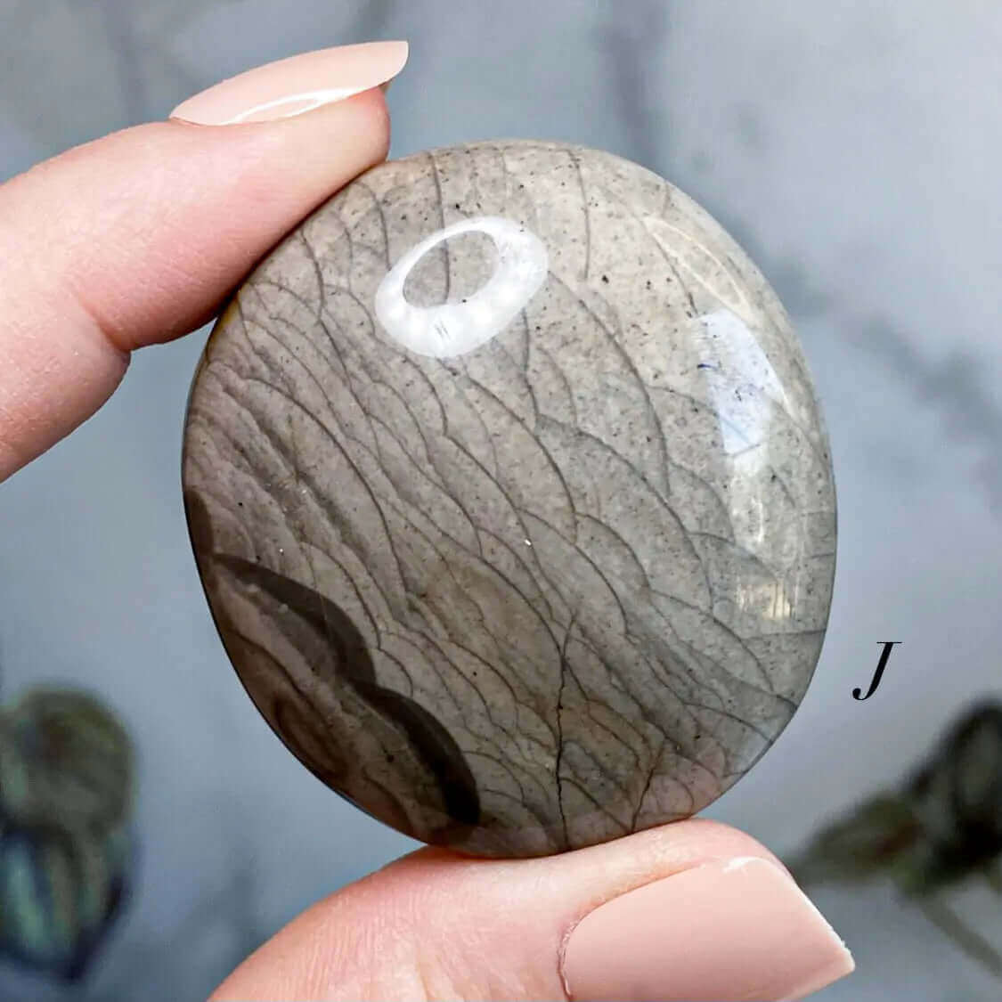 Fossil Jasper Palm Stone | You Choose IJKL Mooncat Crystals