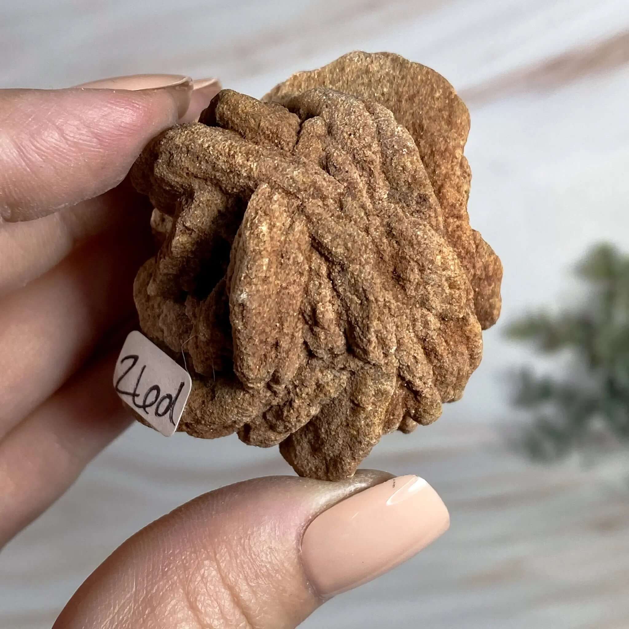 Oklahoma Barite Rose | Stock D Mooncat Crystals