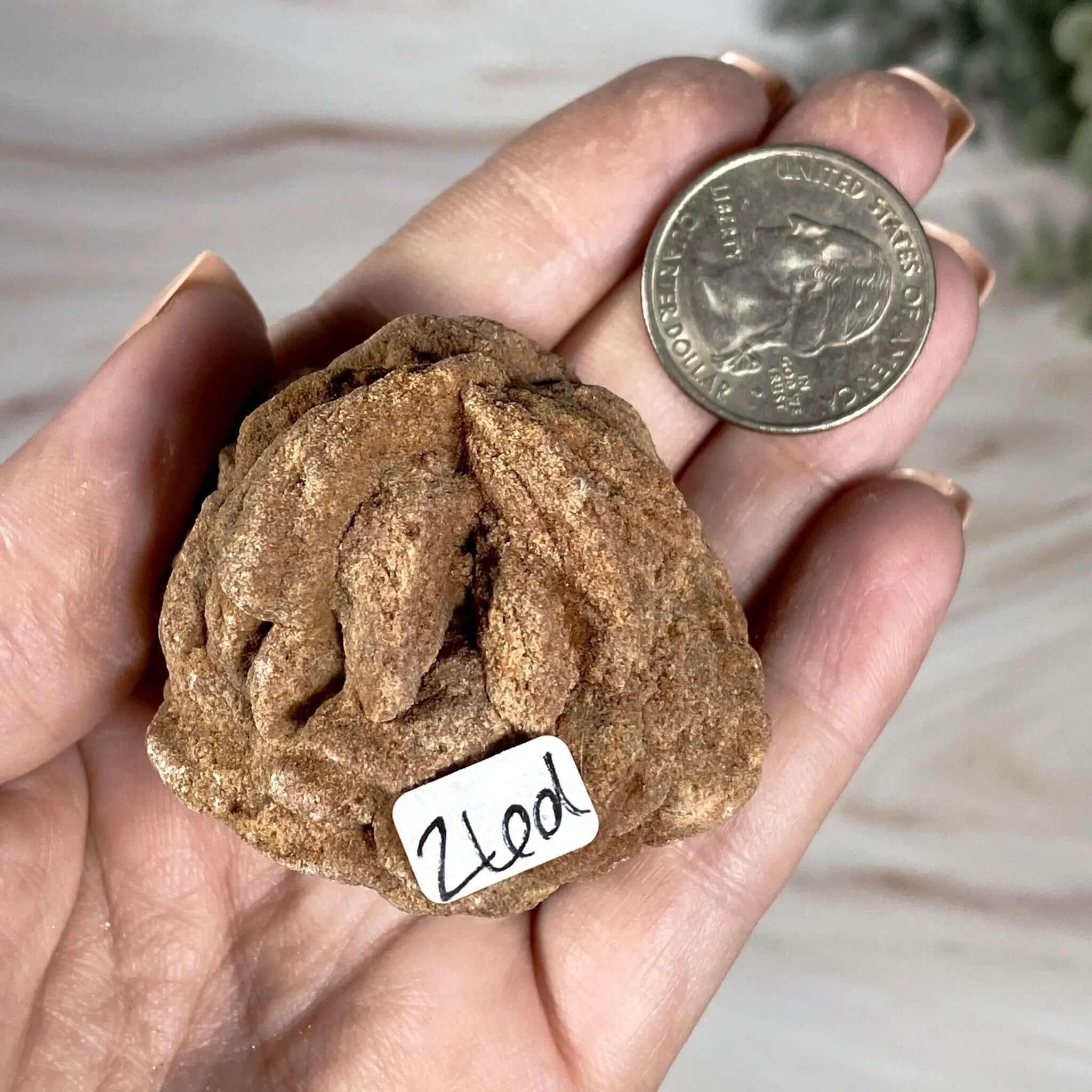 Oklahoma Barite Rose | Stock D Mooncat Crystals