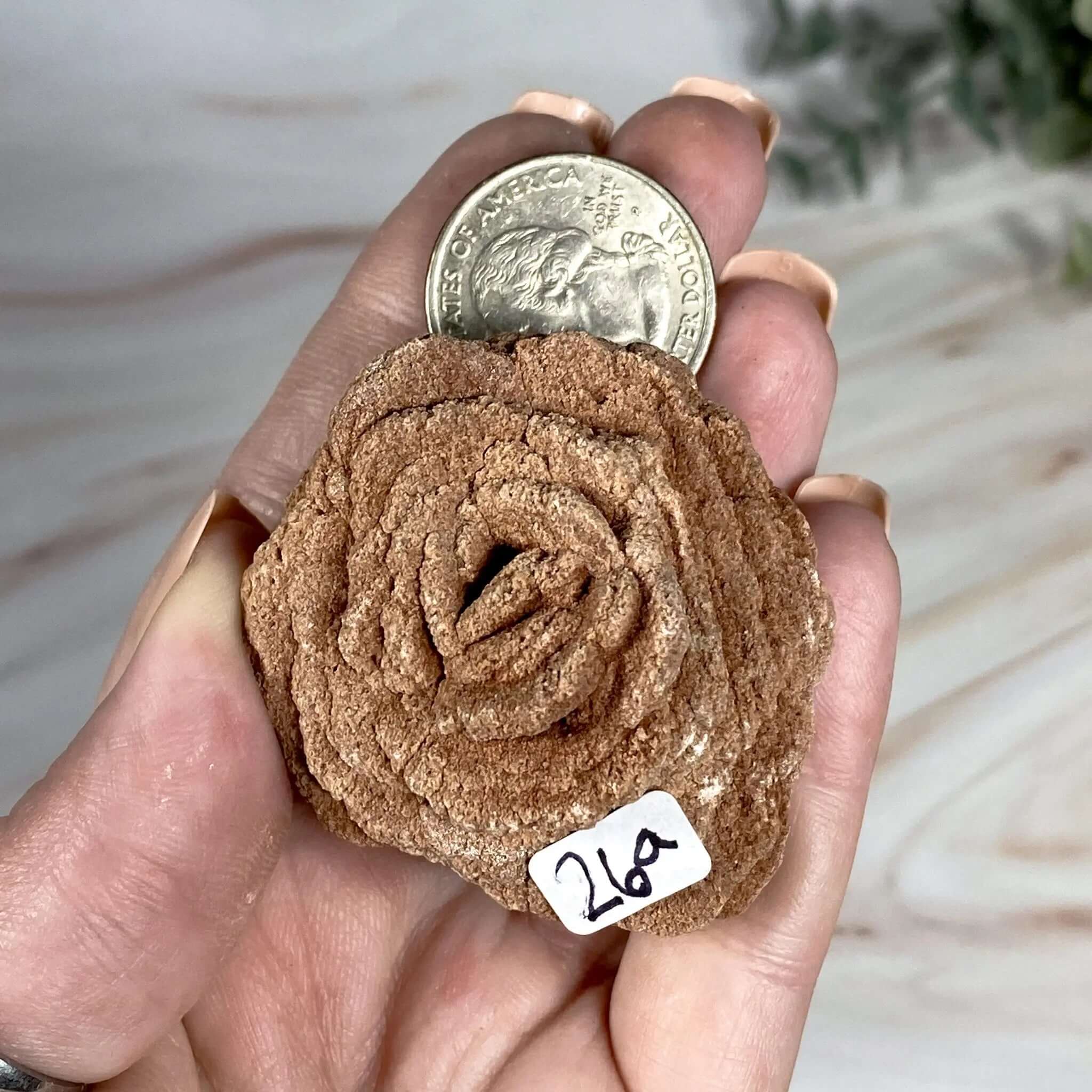 Oklahoma Barite Rose | Stock Mooncat Crystals