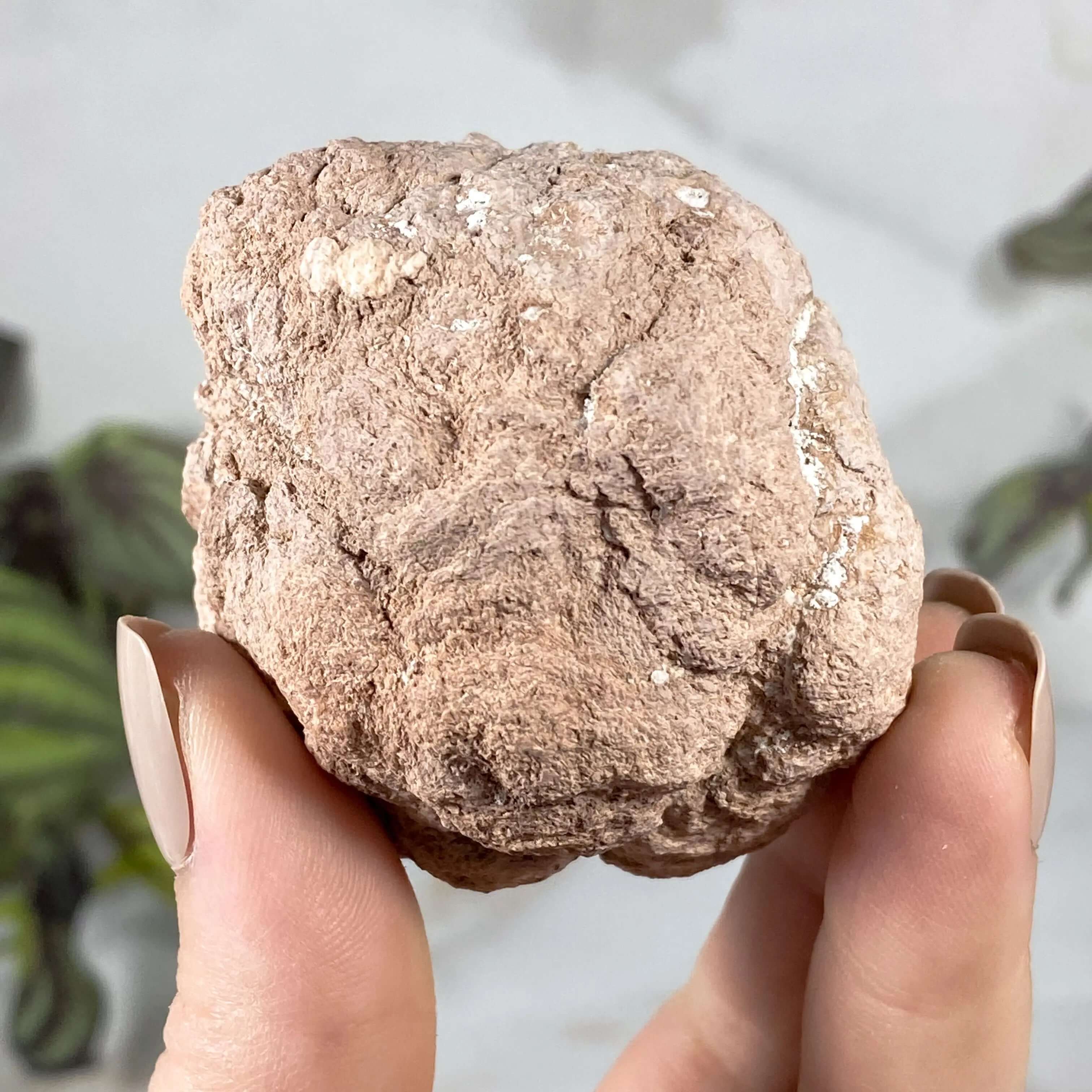 Pink Amethyst Geode | Stock L Mooncat Crystals