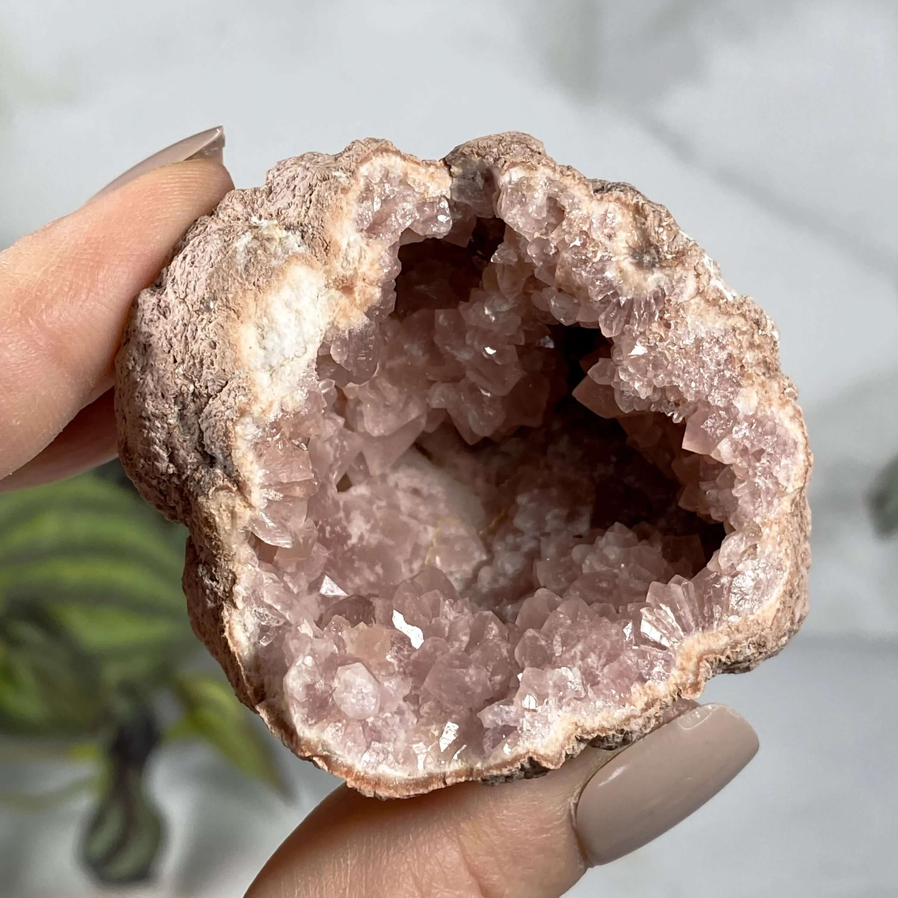 Pink Amethyst Geode | Stock L Mooncat Crystals