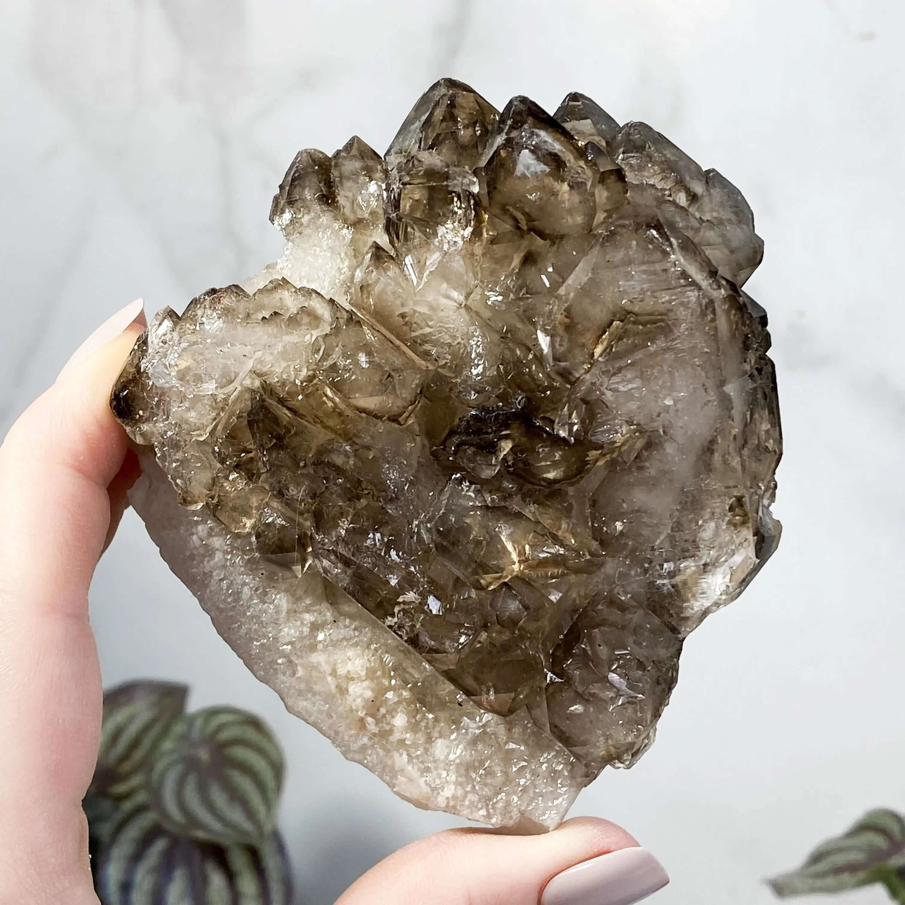 Self Healed Terminated Smoky Elestial Quartz | Stock H Mooncat Crystals